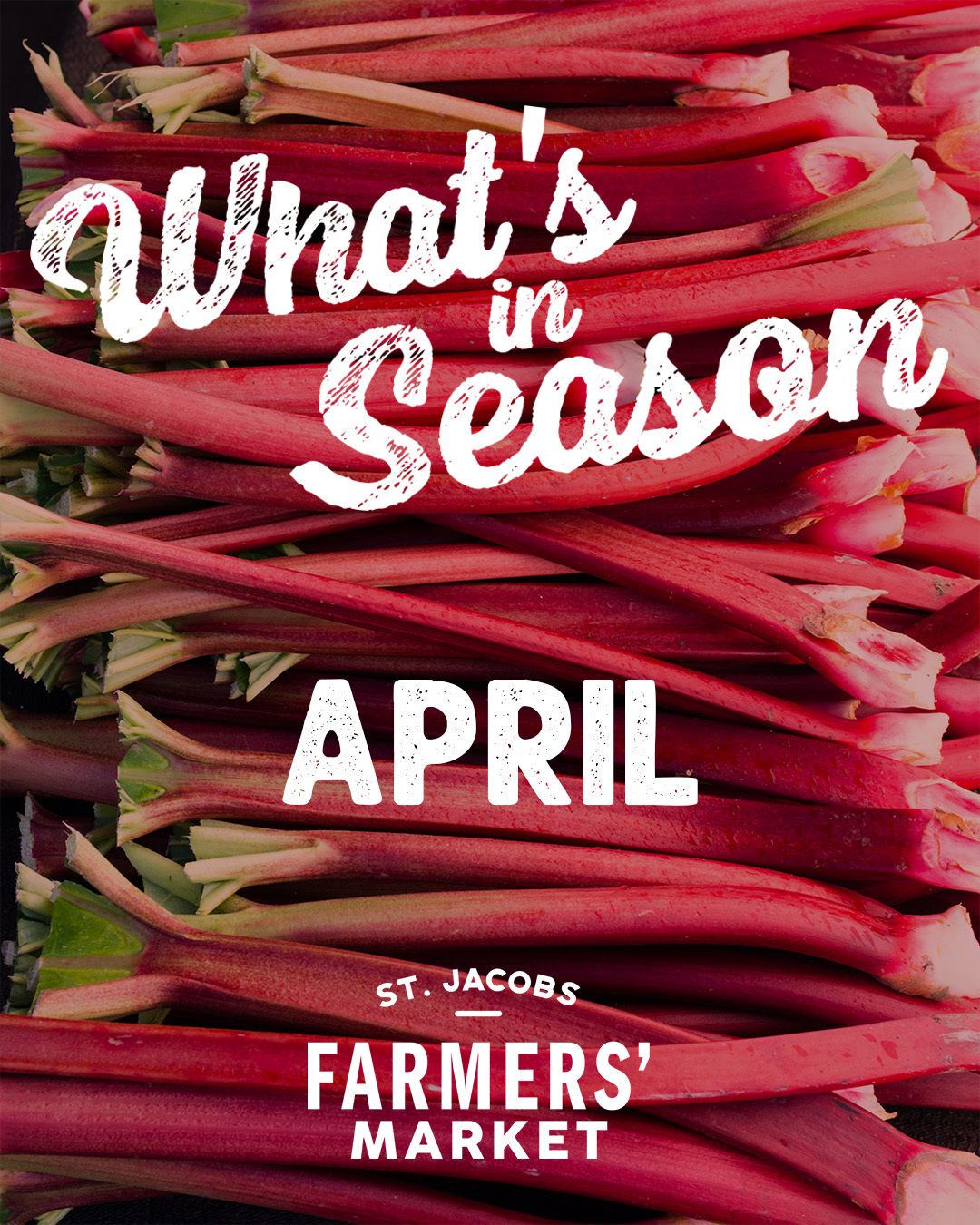 April is serving up fresh flavours !
the Farmer's are back at the market and so is our What's in Season campaign.
Crisp carrots, leafy greens, and fresh rhubarb are making their way back to the market to late April. Perfect for spring salads, homemade pies, and everything in between.
—straight from local farms to your table. 🌱
Market Hours
Thursday - 8:00am - 3:00pm
Saturday- 7:00am - 3:30pm