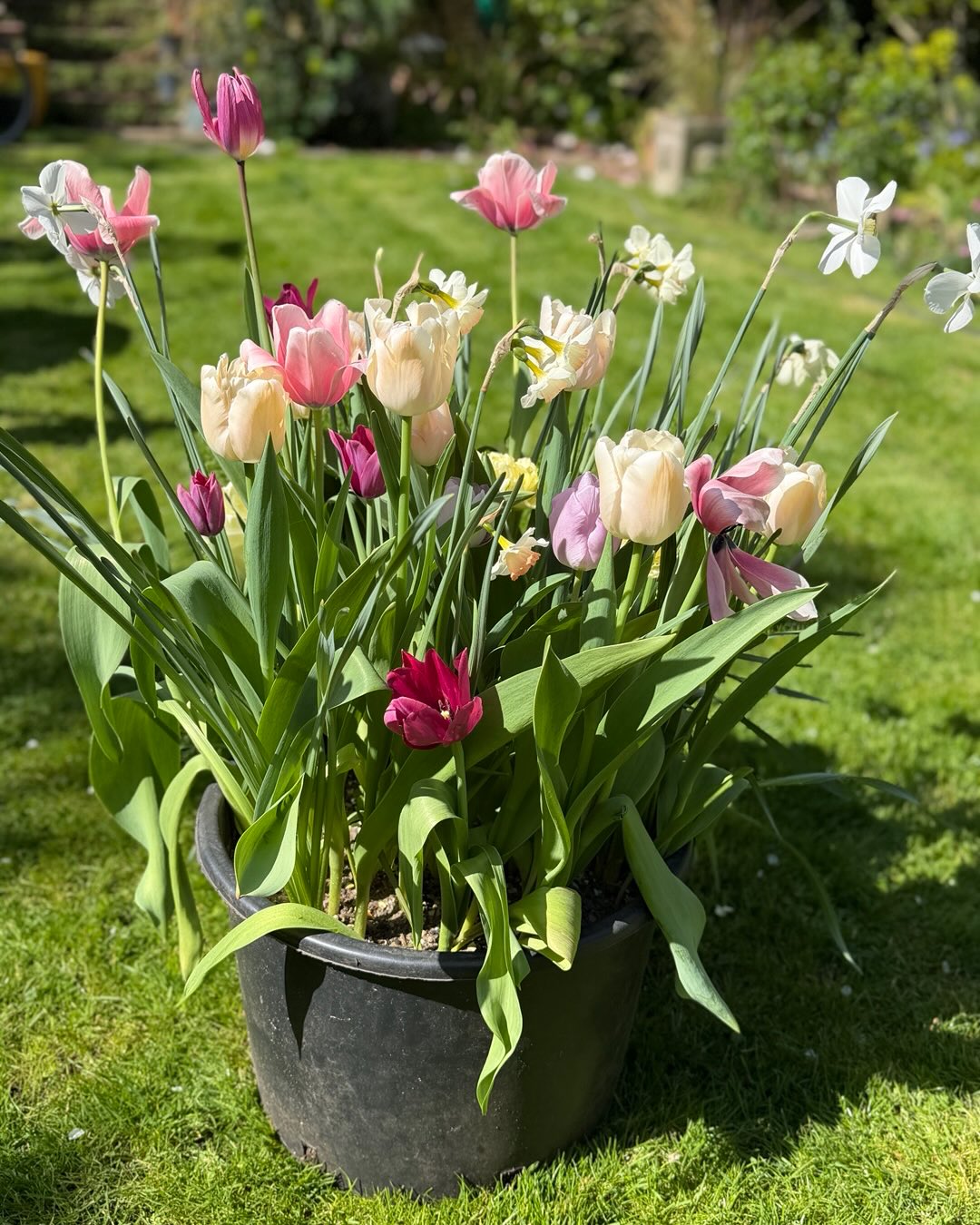 Tulips & Narcissus combined in a delicate mix of soft faded apricot, lilac, soft pink & white tones with pops of deep purple.
Narcissus Polar Ice, Narcissus Cosmopolitan, Narcissus Prinses Amalia, Tulipa Avant Garde, Tulipa Merlot, Tulipa Apricot Pride, Tulipa Jacuzzi, Tulipa Light & Dreamy, Tulipa Tresor, Tulipa Salmon Impression, Tulipa Uncle Tom, Tulipa Candy Prince.
#tulipseason #gardenphotos #springplants #tuliplandscapes