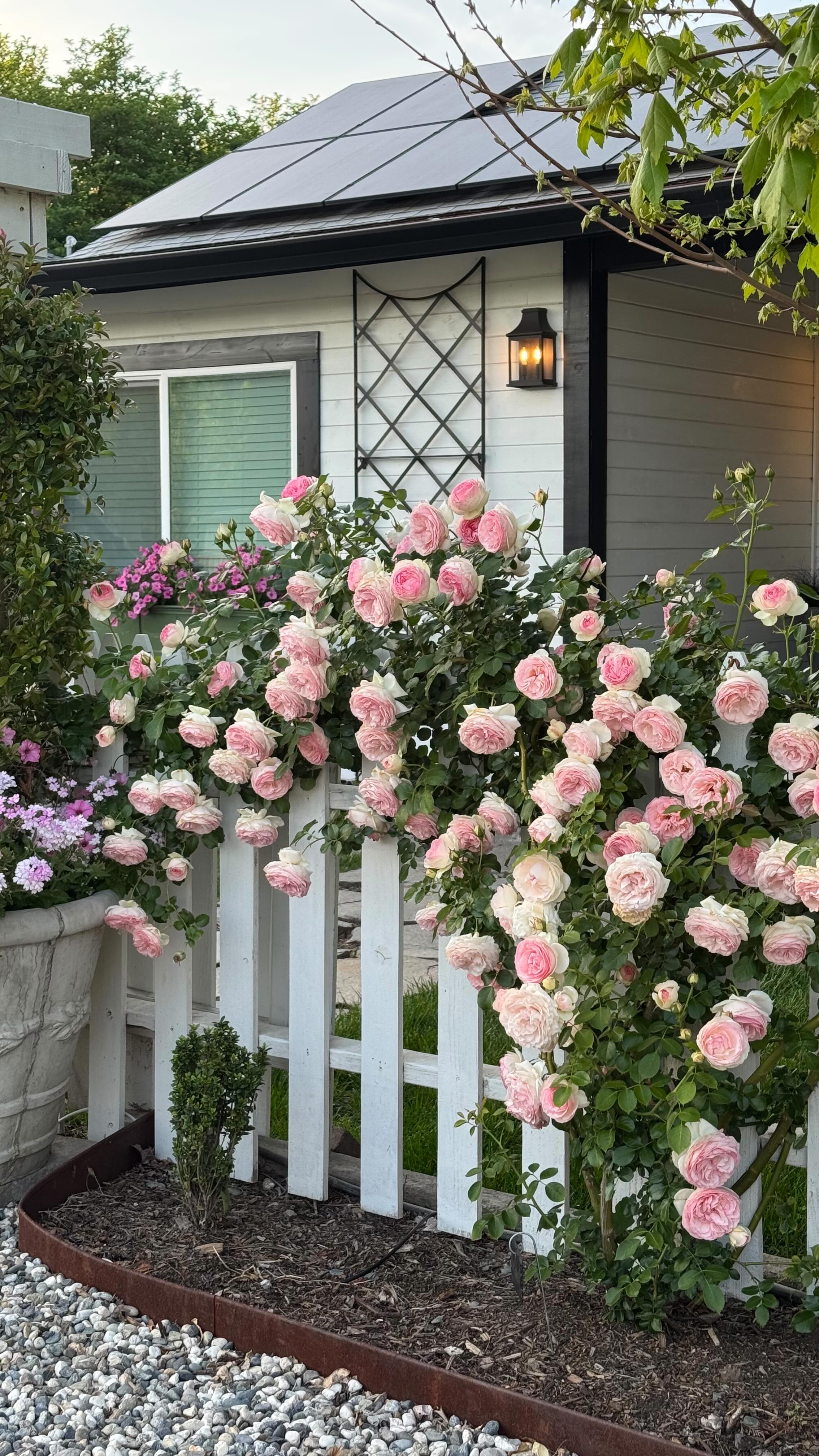 One of my favorite roses in the garden, Eden Climbing Rose! Quickly reaches 12 ft tall, loves at much sun as you can give it and a good feeding of fertilizer in the spring and mid summer to encourage more blooms!
I bought this rose from @heirloomroses a few years ago, they often have discount codes so I would look for one or try and find this rose locally! And we use Rosetone from @espomaorganic 2x a year on all our roses.