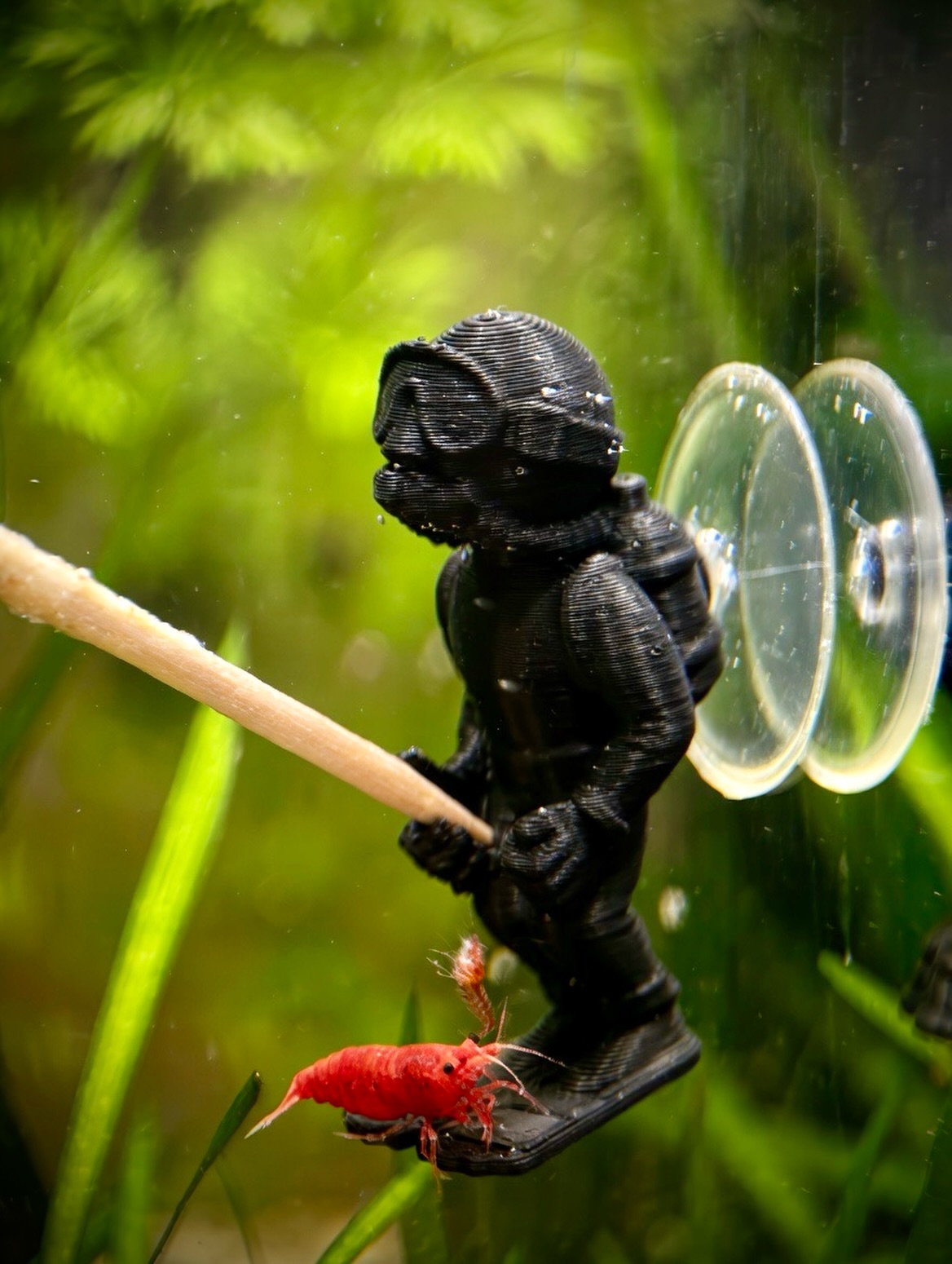 Il est enfin là.
Voici Le Plongeur.
Un porte-lollies pensé pour :
✔️ Stabiliser le nourrissage
✔️ Structurer le bac
✔️ Ajouter une vraie identité visuelle
Disponible en plusieurs couleurs.
Lequel tu choisis ?
#gioiashrimp #porteLollies #aquariumdesign #shrimpkeeping