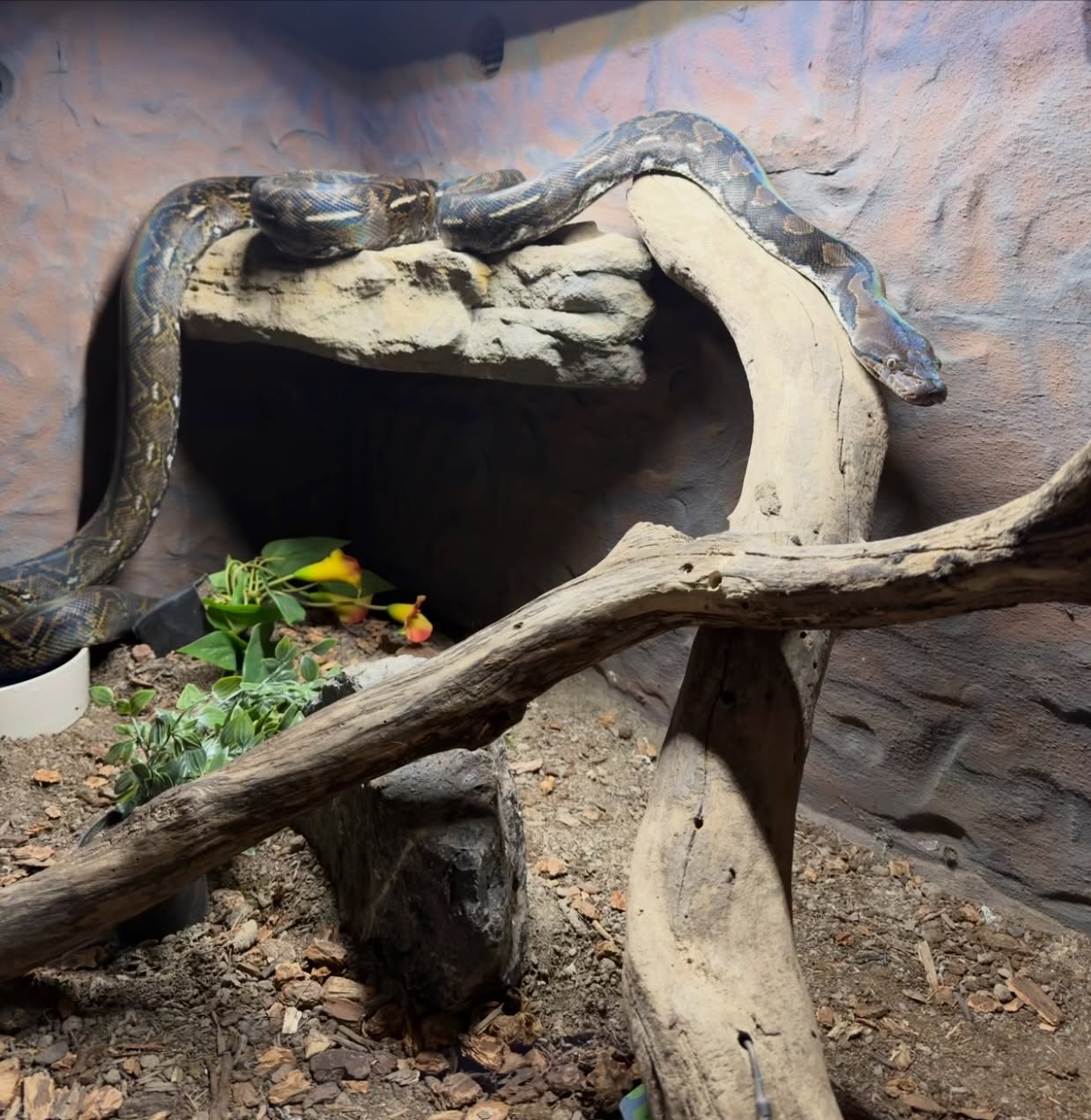 Who thinks this F1 pure Ternate is friendly???