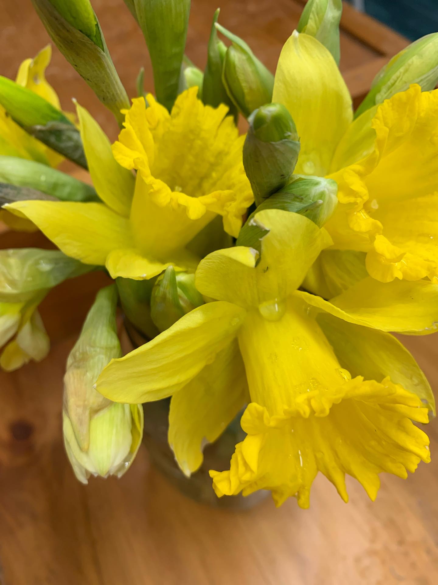 It all starts here folks! Growing Seson #7 started yesterday when we harvested the first field blooms of the season. these daffodils start it all. Are you ready to join us?
#thegardeninharrington #harringtonontarioflowers #flowerfarm #canadianflowerfarm