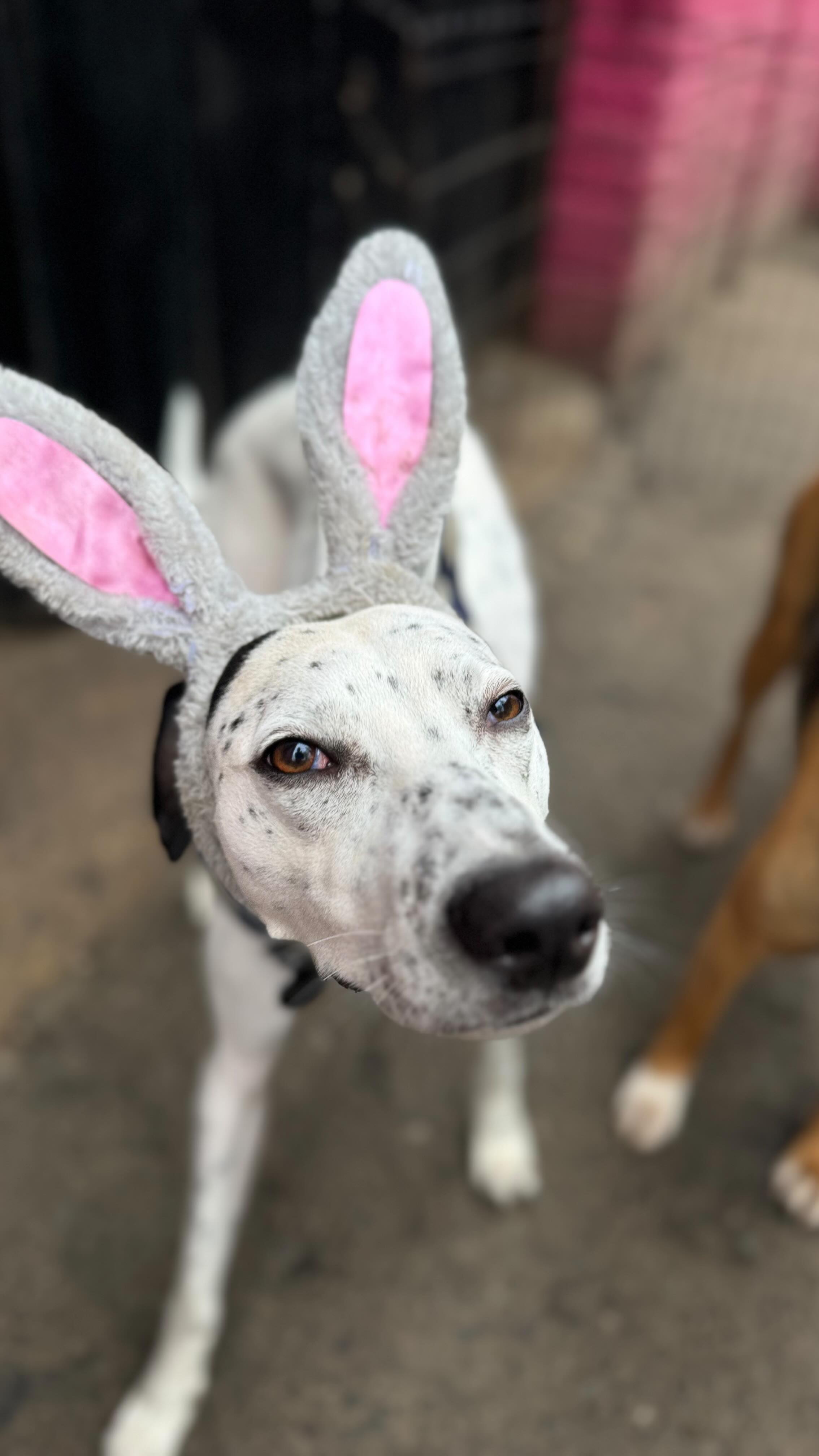 Happy Easter From our pack at Paws & Pause!
Name a better way for these pups to spend their weekend...we'll wait 🫥
#doggydaycare #londondogsofinstagram #enrichment #easterdogs #easterbunny