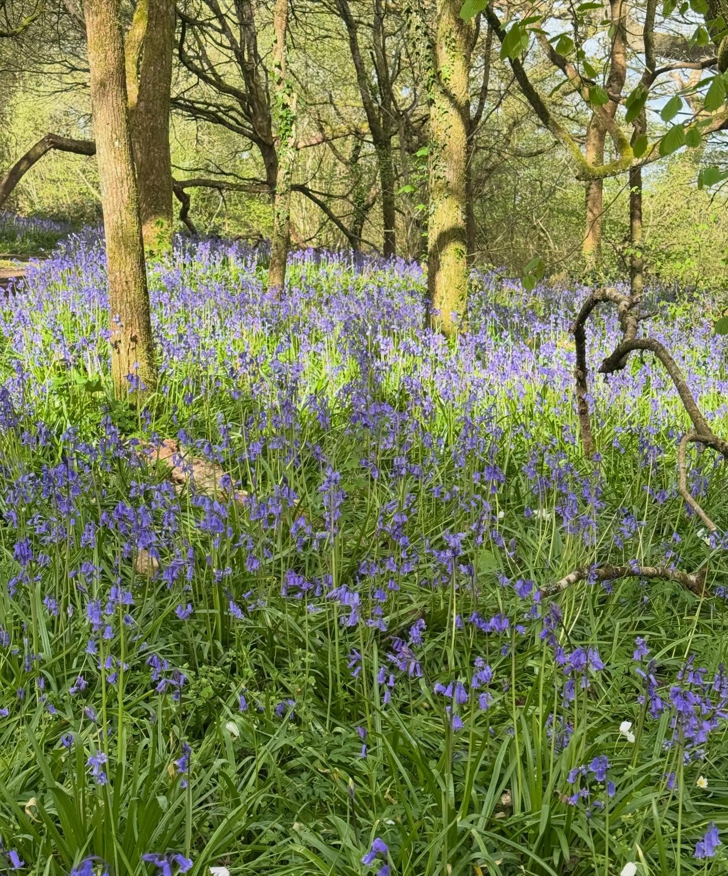 Joyful Spring Days 🌿
The bluebell woods close to the Larmer Tree are absolutely beautiful at the moment, with the scent of wild garlic and wood anemones in the air too 🌿
With just 3 weeks until our Spring Brocante, we are embracing the longer sunny days and capturing spring at every opportunity 🌿
If you subscribe to our newsletter you will have just received our latest post with details of the Spring Brocante @larmertree 🌿
For more information about the Exhibitors joining us and about the Brocante, please look at our website or scroll across for inspiration 🌿
Sun & B/H Monday 3 -4th May
10 - 3pm each day
The Spring Brocante
Larmer Tree
Nr Salisbury
Tickets £7 in advance | £8 on the gate
Children Free | No concessions
Join us over the May Day weekend for another beautiful event in this stunning location 🌿
Artisan Makers | Textiles | French Brocante | Stationery | Art | Lifestyle & Wellbeing | Decorative Antiques | Vintage Treasures