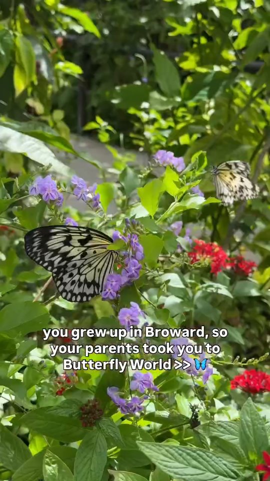 Been going to Butterfly World since I was a kid 🦋 Reposted from @thebrowardscene
📍3600 W Sample Rd, Coconut Creek
So many of us here in Broward have taken field trips here or their parents took for a fun day. It opened in 1988 and it is home more than 20,000 live butterflies. It’s so beautiful, the property has a ton of butterflies and birds everywhere, beautiful flowers, a garden center, a bug museum, & so much more. If you haven’t been here in a while or have never been, I highly recommend it, especially since we just got into spring!
Follow @thebrowardscene for more things to do, restaurants, & events in Broward County 🌴
#broward #browardcounty #Choose954 @butterflyworldflorida