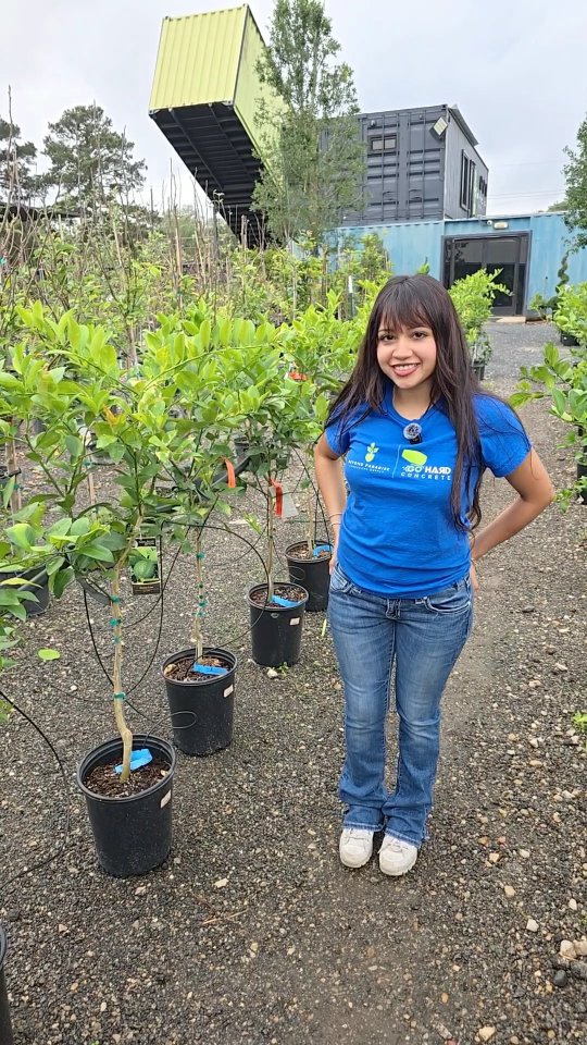 Make sure to Join us May 2nd starting at 11:30am until 1:30 for free Margaritas 🍸 and Tacos de Trompo🌮 to celebrate Cinco de Mayo here at Beyond Paradise Nursery!
23920 FM2978 Tomball Tx, 77375
#BeyondParadise #cincodemayo #margaritas #Tacos #tomballtx