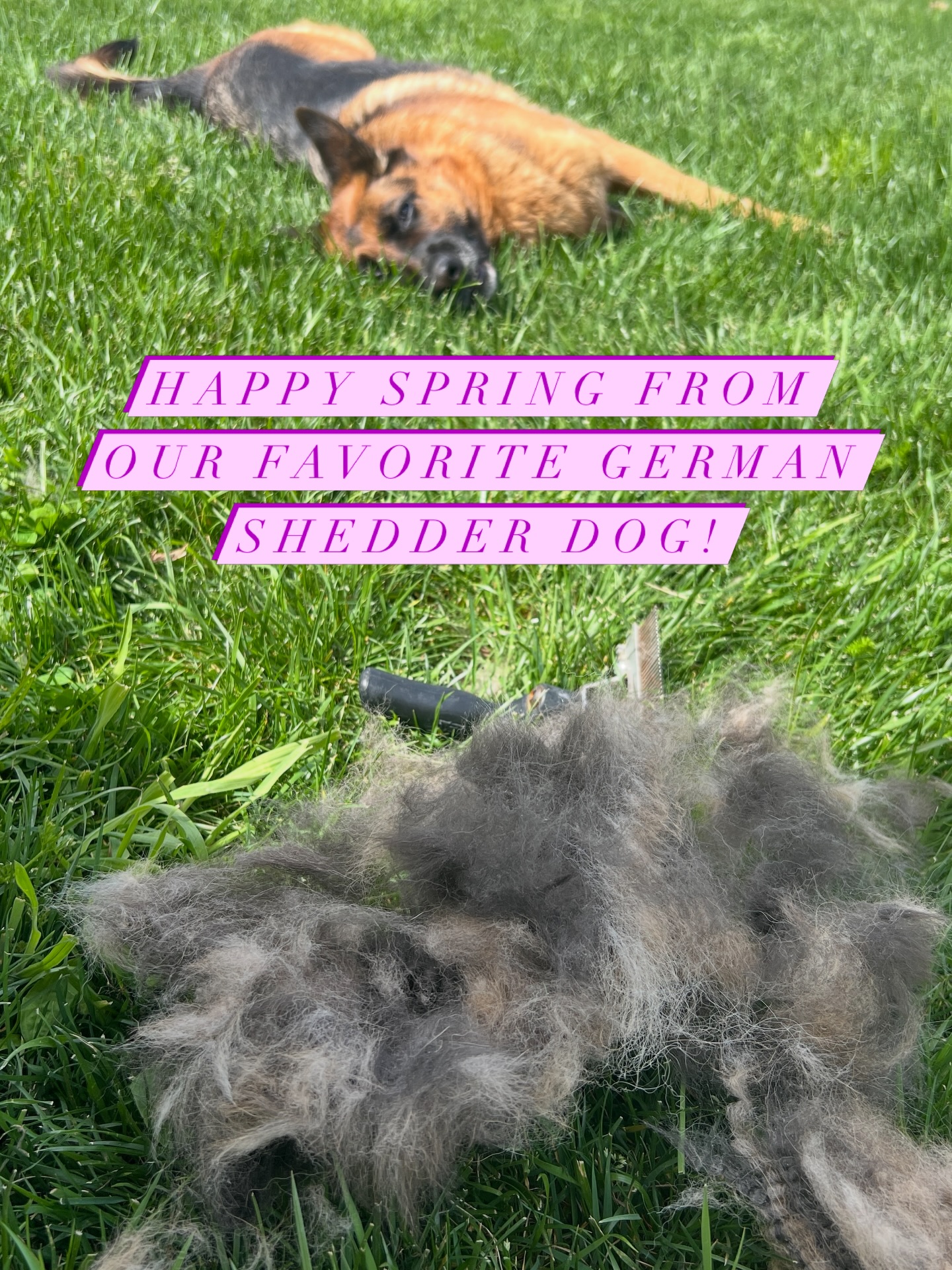 How one dog can lose this much hair every day for a month and not be bald amazes me every year! We don’t call them German Shedders for nothing! The best tool I’ve found comes from the farm section of the store, generally used for horses and cattle. The scotch curling comb does an amazing job of getting the undercoat fluff out without damaging her topcoat.