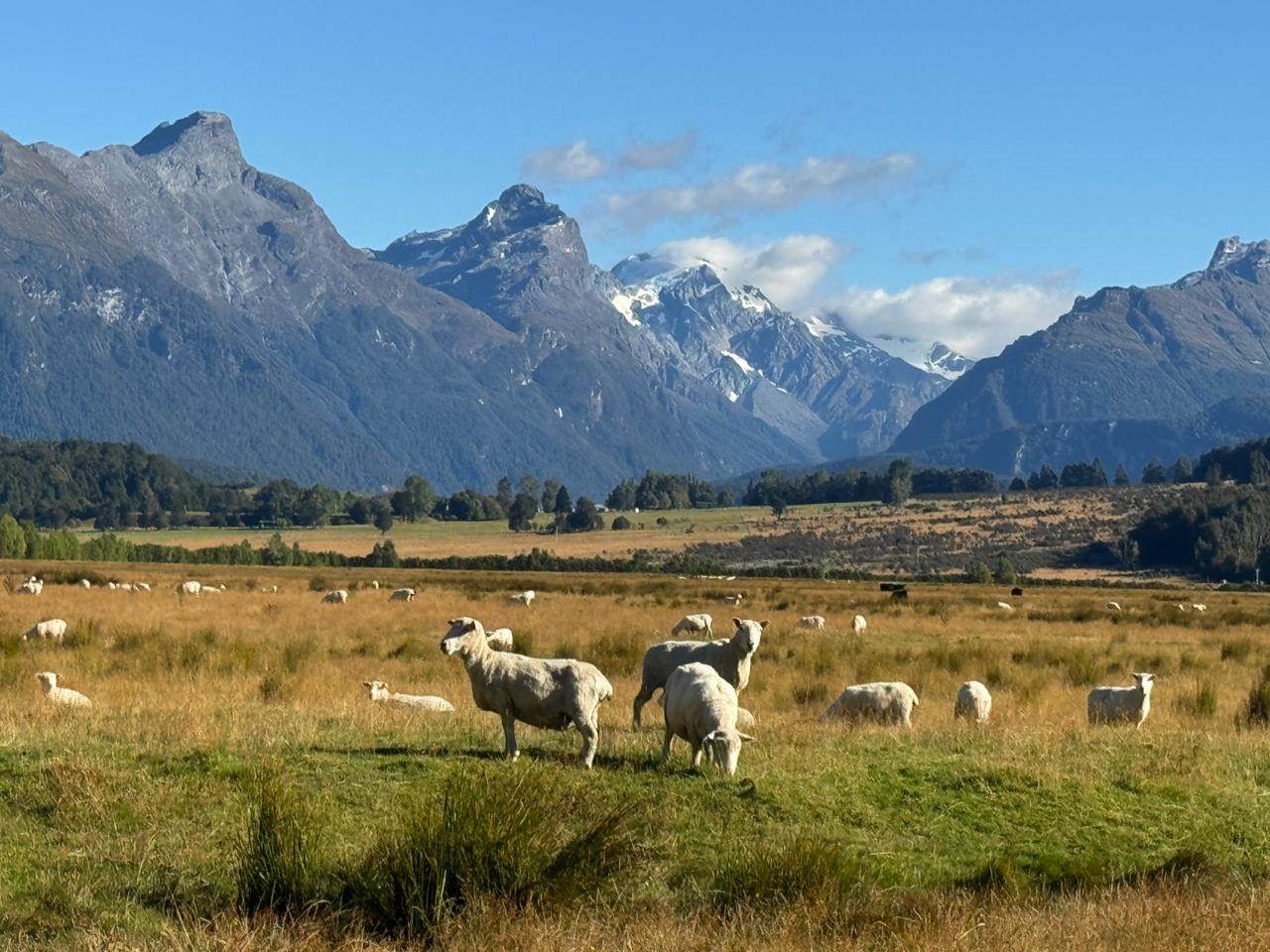 New Zealand, exactly how you imagined it 🐑
Captured during Leann and Gary’s journey through New Zealand, this is the kind of landscape that leaves a lasting impression — expansive, quiet, and effortlessly beautiful.
It’s often these in-between moments that define the experience, long after the journey ends.
📩 Could you see yourself here?
📸 @leanncorwin & @garydesarno
#JourneySouthTravel #NewZealandTravel #LuxuryTravel #TravelNewZealand #ScenicTravel #TravelInspiration #BucketListTravel #ExploreNewZealand #SouthIsland