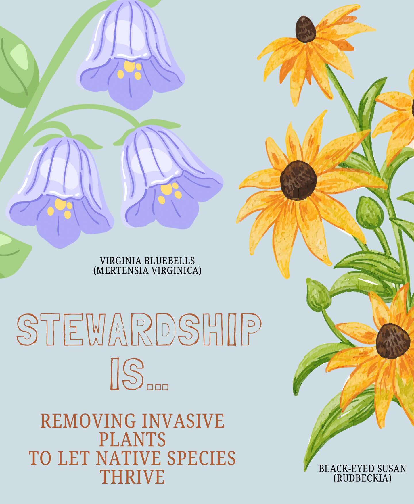 Many of East Haddam’s natural areas are under pressure from invasive plants like Oriental bittersweet and Japanese barberry. Stewardship means actively managing these species so native plants—like wildflowers, shrubs, and young trees—can grow and support local wildlife.