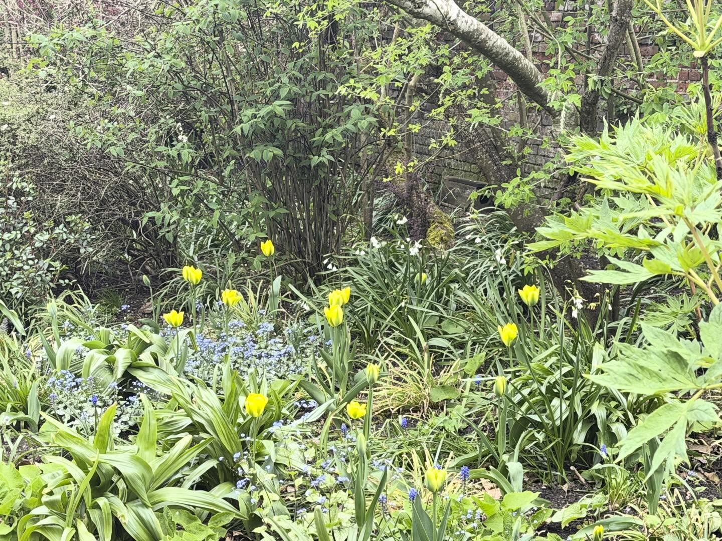 Tulips, brunnera and leucojum - simple but pretty, @peter_nyssen