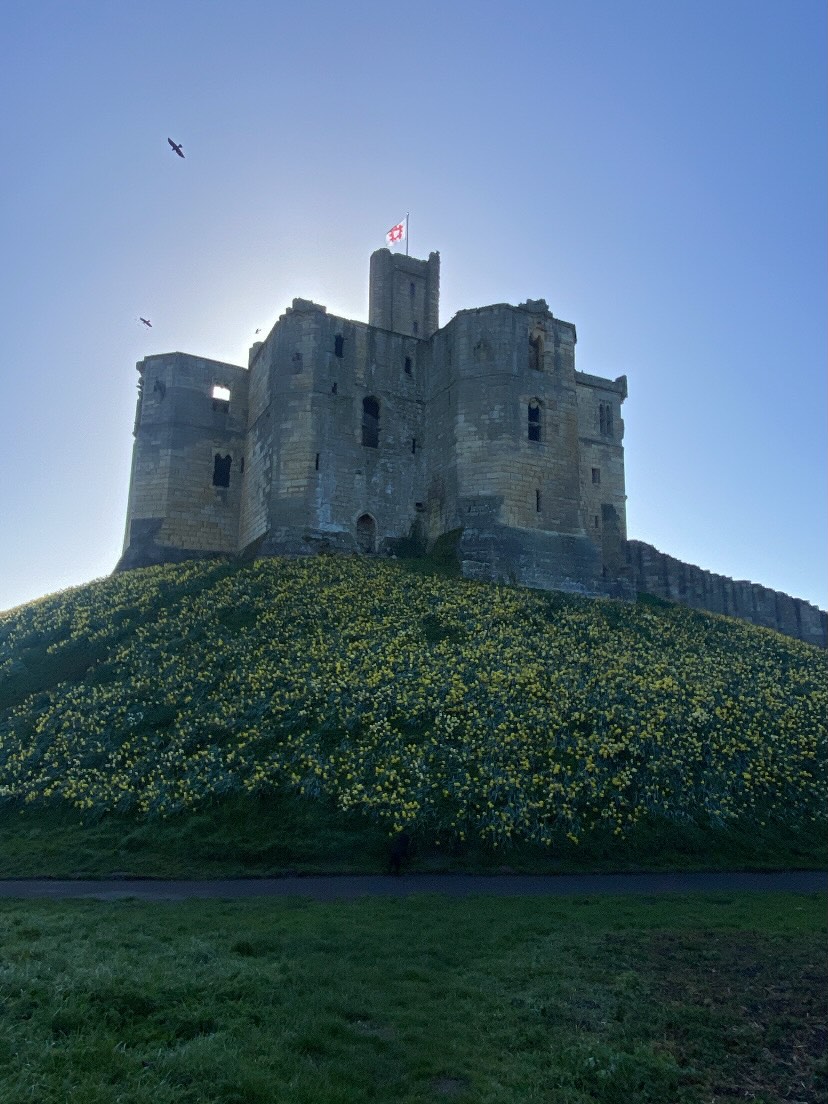 Nothing quite captures the loveliness of them than in person. Thousands of daffodil trumpets following the sun 🌼