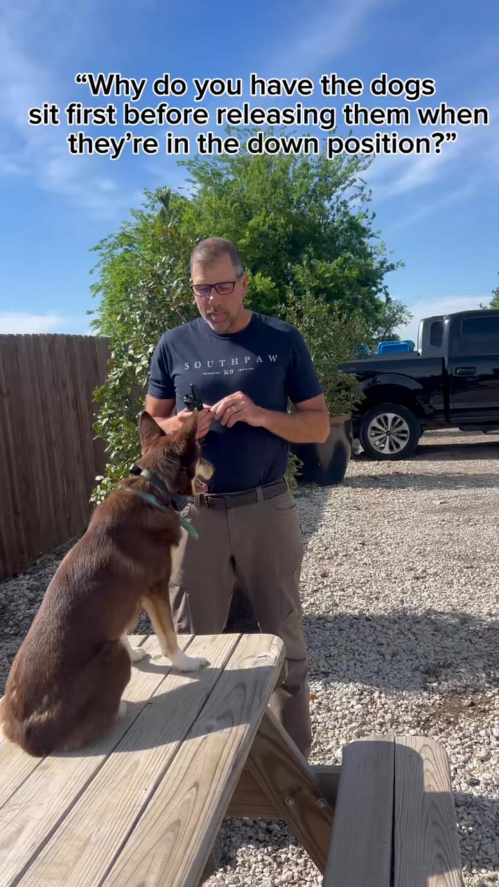 Down is a more permanent position, we don’t want dogs anticipating getting back up. If they’re in a down while you’re doing yard work or chatting with a neighbor, they should stay there until you go back to them, ask for a sit, and then release. That’s what makes it truly reliable.
We also use lots of rewards when teaching “down”, it’s not an easy command for most dogs, so we make it worth their while!