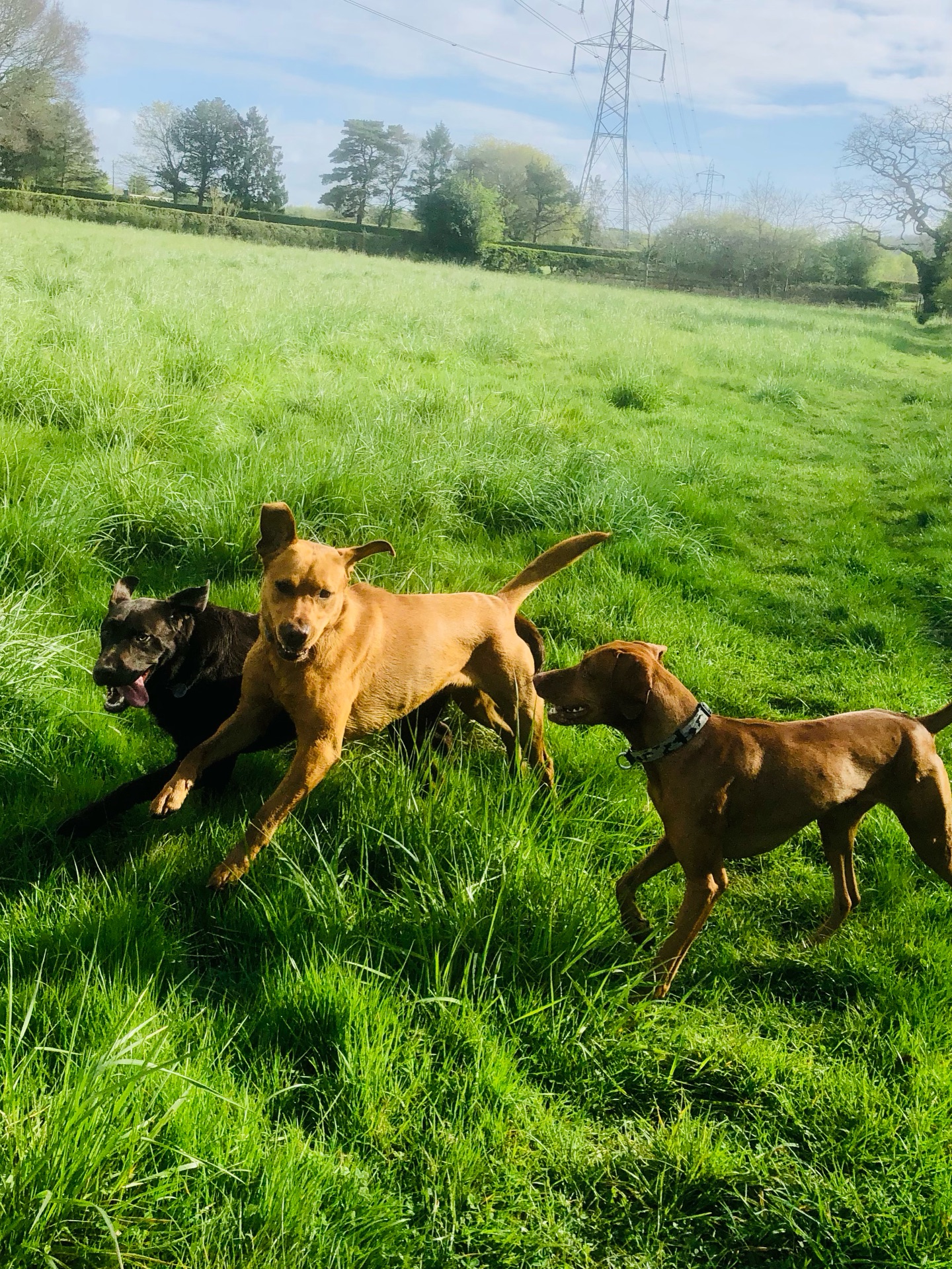 🤪🤪🤪
If your dog would like to have a walk with us then contact us at www.ardendogwalking.co.uk and check out our half-day experience.
#ullenhall #tanworthinarden #hockleyheath #henleyinarden #dog