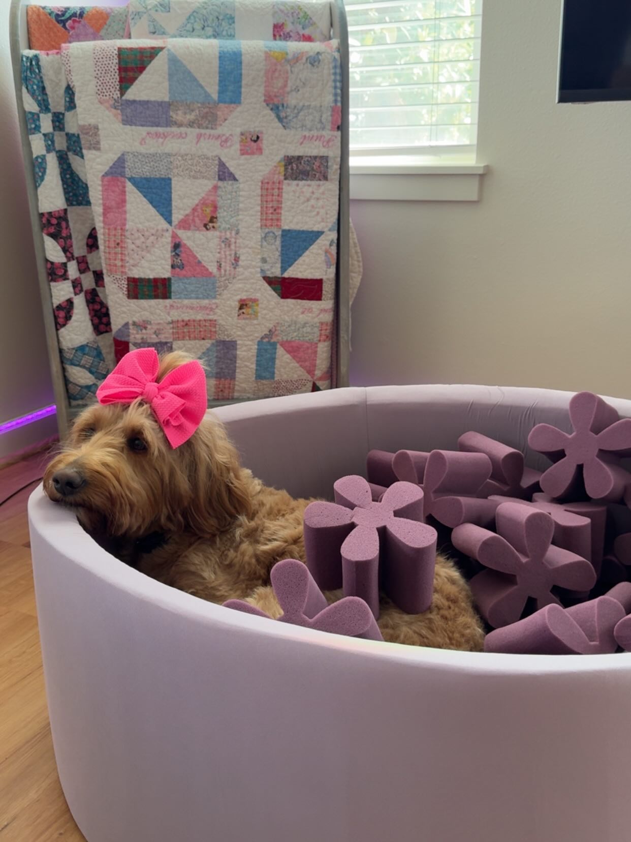 Hey Sarah what did you do at work today?! Oh not much just filmed my dog in her ball pitt 💅🏽🤷🏽♀️😂💗🥹 #millenialmom #dogmom