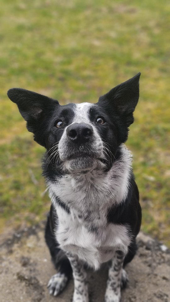Spud showing off a new trick with a lot of attitude 😂 💁🏼♀️💅
#bordercollie #dogtricks #trickdog #freestyledog