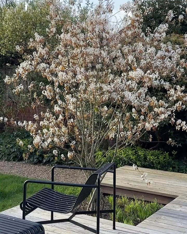 Amelanchier lamarckii is a great tree and a studio favourite. Just over a year ago I planted this one in my own garden, it’s already proved why we come back to it so often.
In spring, it has a light canopy of white blossom with soft bronze new leaves. As the season progresses, the foliage turns green and small berries appear, which are great for birds.
It’s a good choice if you want something that gives interest across the year without becoming too dominant. The structure is open, so it creates a gentle, dappled shade rather than blocking light — ideal near a seating area, like ours where it sits within a planting bed in the deck.
In autumn, the leaves turn warm reds and oranges, and in winter the bare framework still adds some shape and structure.
It’s also very adaptable — happy in full sun or partial shade, and suitable for most well-drained soils. Because it stays relatively compact, it works well in smaller gardens.
A simple, hardworking tree that offers a lot without asking for much.
⸻
ABOUT: Joe Perkins Design is a multi-award-winning landscape design consultancy, creating innovative outdoor spaces that celebrate the environment, wildlife, and biodiversity. Working across the UK and internationally, we partner with clients who share our passion for sustainable and visionary design. Discover more about our work at: www.joeperkinsdesign.com