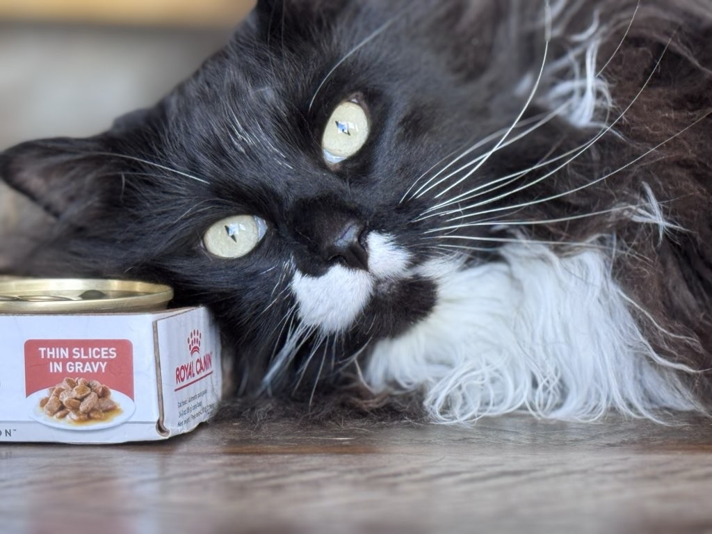 I'll lie asleep and dream of this can opening. ๐ฉต
#Woofhoofmew #conifercolorado #petsitting #morrisoncolorado #evergreencolorado #catsofinstagram #petphotography