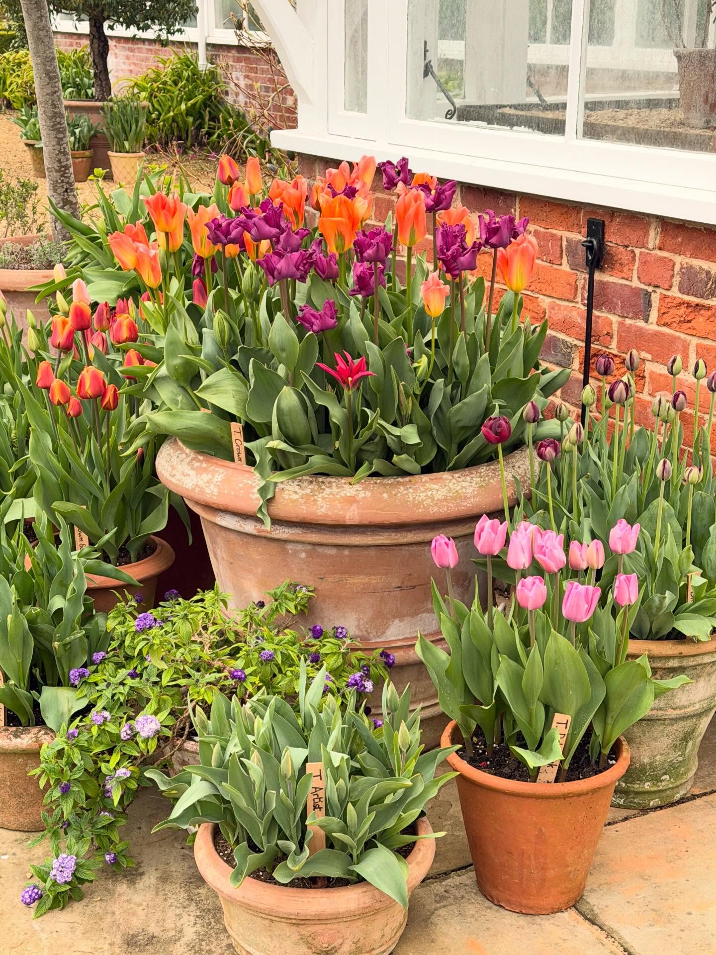 Tulips at Houghton @peter_nyssen