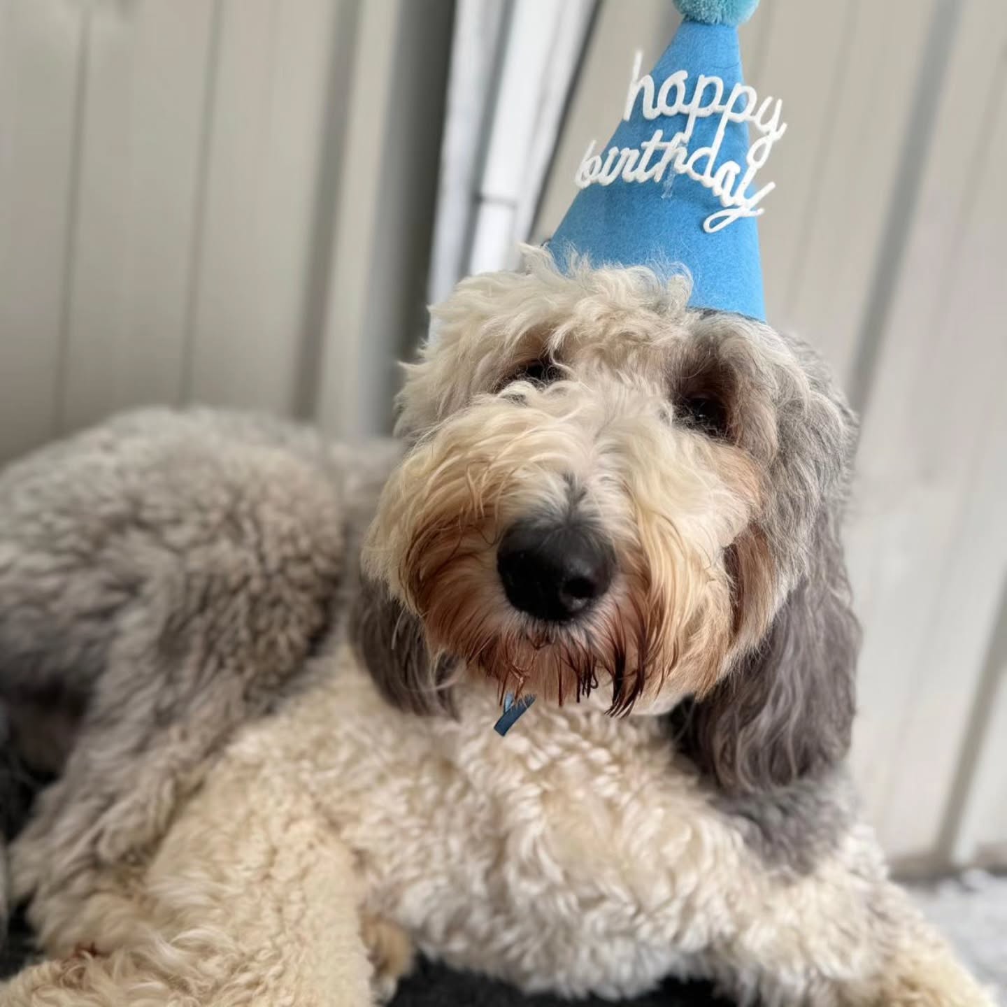 Fen enjoying his Birthday with friends at Doggy Daycare 🐕 ❤️