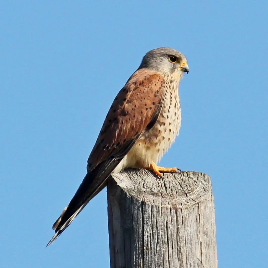 A male kestrel.
#islandwildlife #kefaloniawildlife #greekwildlife #guidedwildlifewalks #birdlovers