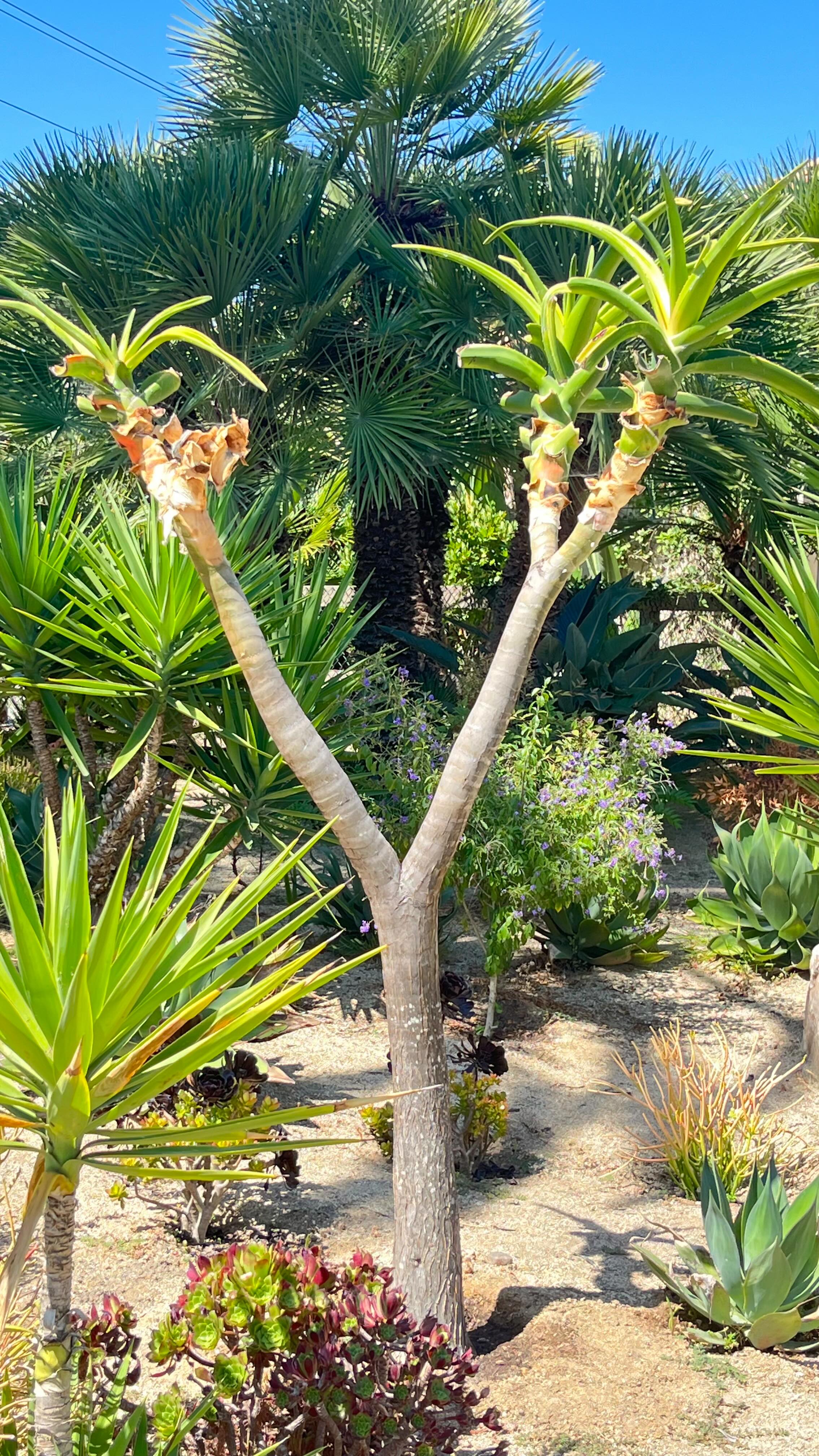 Where architecture meets nature, beautifully.
Thoughtfully curated planters, lush textures, and timeless greenery, designed to soften every edge and elevate every space.
From charming window boxes to statement pots, every detail is intentional… and every corner comes to life. ✿
Plantology Plants & More, transforming spaces, one garden at a time.
#Plantology #LuxuryLandscape #GardenDesign #OutdoorLiving #RanchoSantaFe