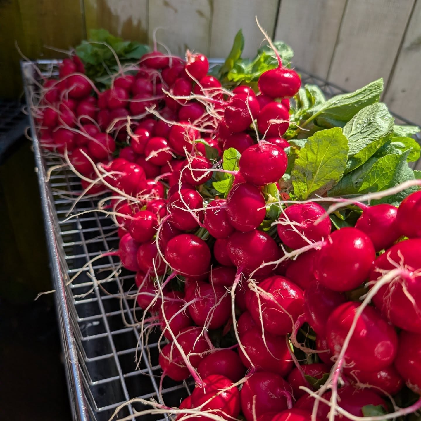 Totally Rad! The first spring #radishes just dropped! Come grab some at @kalamazoofarmersmarket today! And remember to sign up for a Salad Gnome share! They start in 3 weeks! Link in bio.