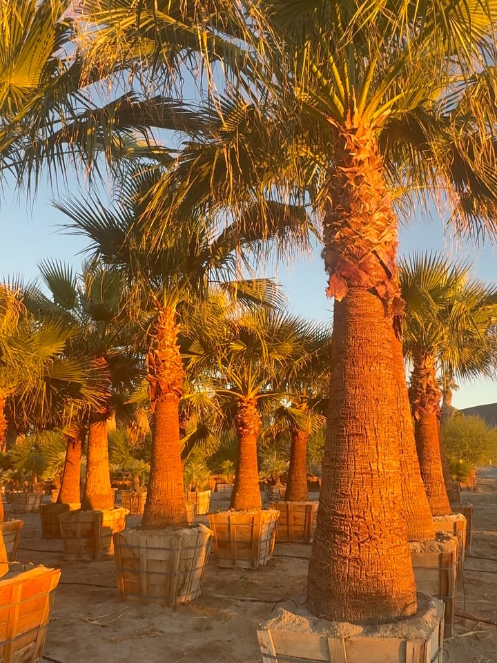 With Coachella—Weekend 1 in the rearview, fatigue still in the driver’s seat, and David Byrne reigning champion…
one line keeps looping:
“Home: where the wheels are turning…
Home: why I keep returning…
Home: always so exciting…
Home will infect whatever you do”
— Home
There’s something about it—
movement and memory, rhythm and return.
And out here, under the same desert sky that held the stage—
our 36” Washingtonia filifera stand ready.
Skinned. Structured. Striking.
Columnar silhouettes catching light like a final encore.
Call it placement.
Call it permanence.
Call it bringing something back… to where it belongs.
Because “home” isn’t just a place—
it’s a feeling you build.
A line of palms framing arrival.
A rhythm of trunks marking time.
A canopy that turns a project into something people return to.
California Fan Palms—
desert-native, climate fluent, and composed for scale.
36” boxed.
Desert-acclimated.
Ready to be rooted into something that lasts.
Because some things don’t just get planted—
they get placed.
They get remembered.
They become home.
Rooted where it matters.
Grown to ground the moment.
Supplied for projects that bring people back.
#roadrunnertreefarm #casadelzorronursery #washingtonia #californiafanpalm #coachella