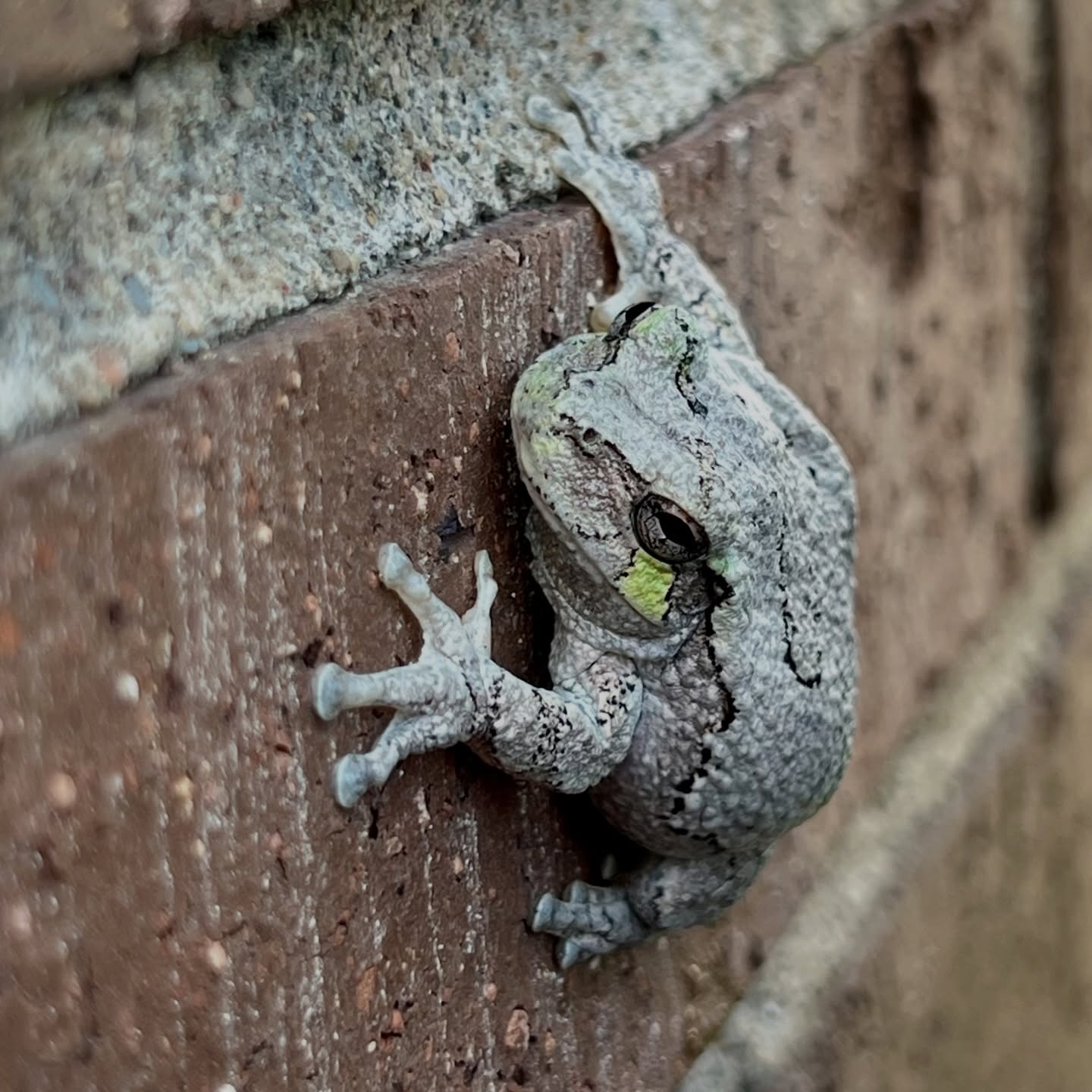Meet the Grey tree frog, proof that small choices matter.
When we plant native plants, reduce pesticides, and create layered backyard habitat with trees and shrubs, these remarkable little frogs can survive right alongside us. They hide quietly by day, then emerge at night with their beautiful trilling calls.
Every native garden can become part of something bigger.
Plant for beauty, and you may also bring the songs of nature back home.