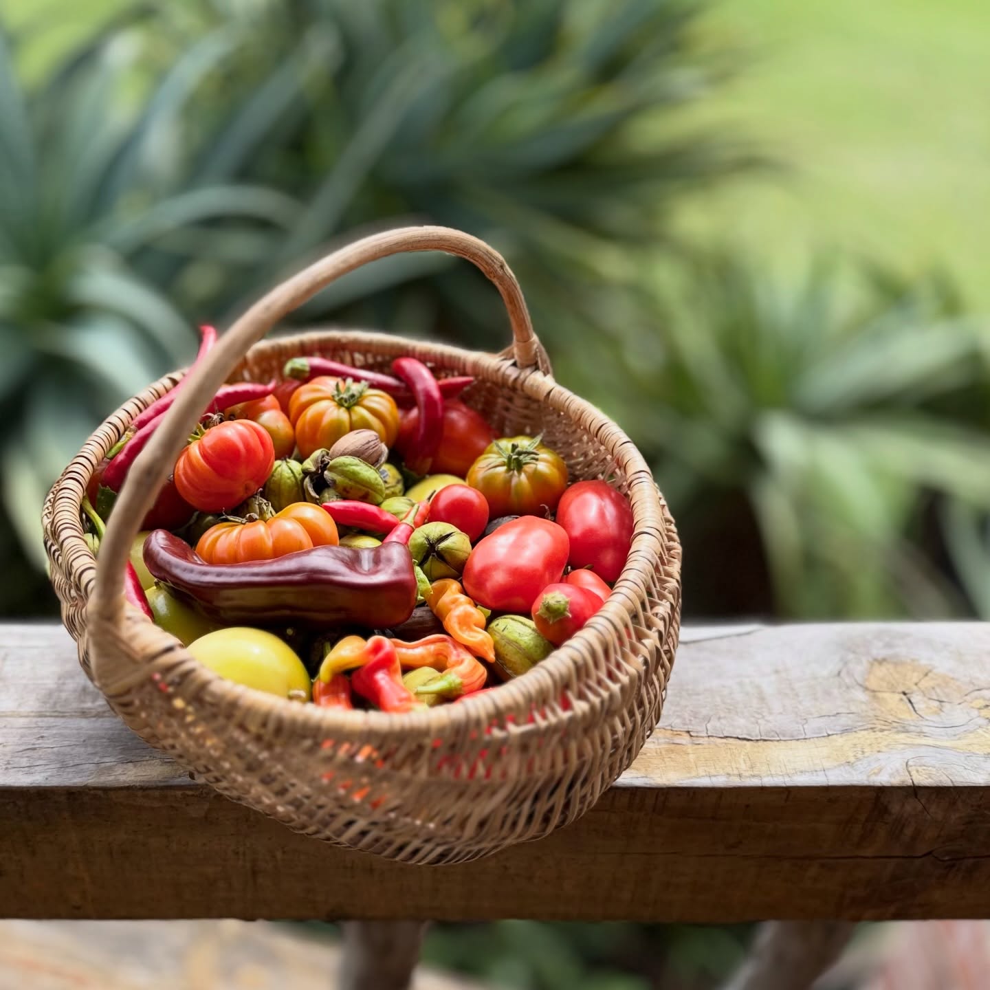 The peacan nuts are ripening 👏 When their leather jackets begin splitting it’s a sure sign to harvest quickly before the baboons get the them!
This morning captured the first Rosella Bangkok flower bud, mulched the Elephant garlic bed and harvested a good amount of peppers to whizz up for another chilli sauce - the family’s favourite go to 🌶️🥰 constantly stockpiling!
Our animals of course, love Saturdays too 🐾☺️ - a day always well spent in the garden 💚🌱
#happysaturdayeveryone
#growyourownveggies #organic #lunarplanting #permaculturesouthafrica
