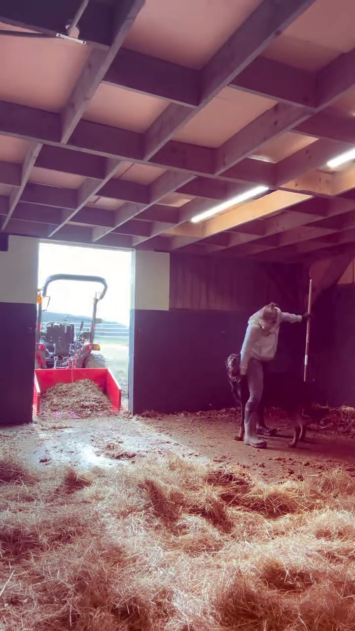 Activité du jour : entretien des écuries
Avec le temps très humide de ces dernières semaines 🌧️ Les chevaux ont été rapatriés au plus près des écuries afin d’être au maximum au sec notamment au niveau des pieds 🐴
Box sur copeaux ouverts, chacun est libre de choisir de sortir à l’extérieur ou de rester à l’abri 🌈
#ecurie #entretien #campagne #activitephysique #domaineequestredolexia