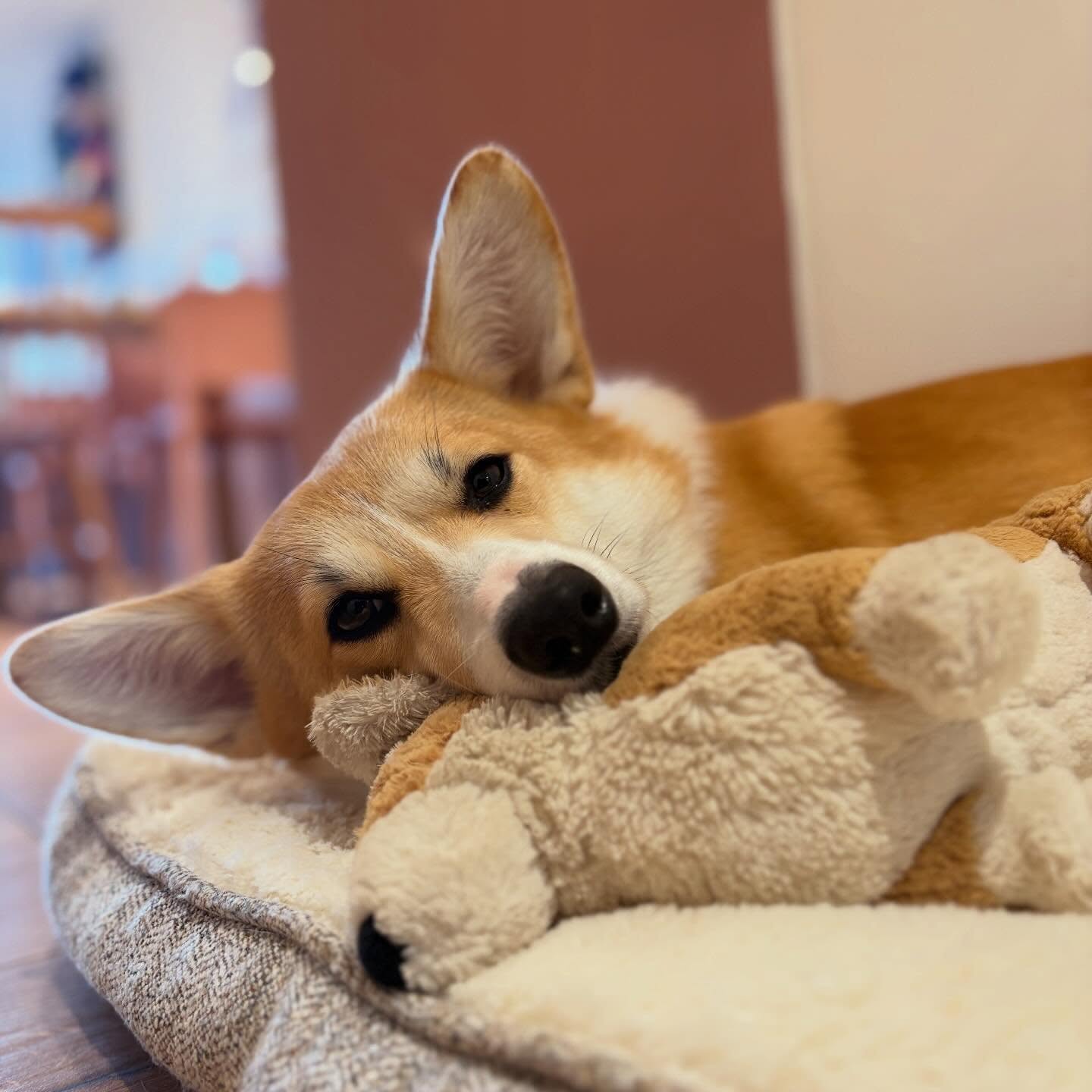 Joséphine déprime… merci la météo
Notre remède immédiat : un bon brunch chez Kêr L
Bonne nouvelle : il reste encore quelques tables pour demain
On vous garde une place ?
#cancale #restaurant #corgi #brunch #faitmaisoncuisine
