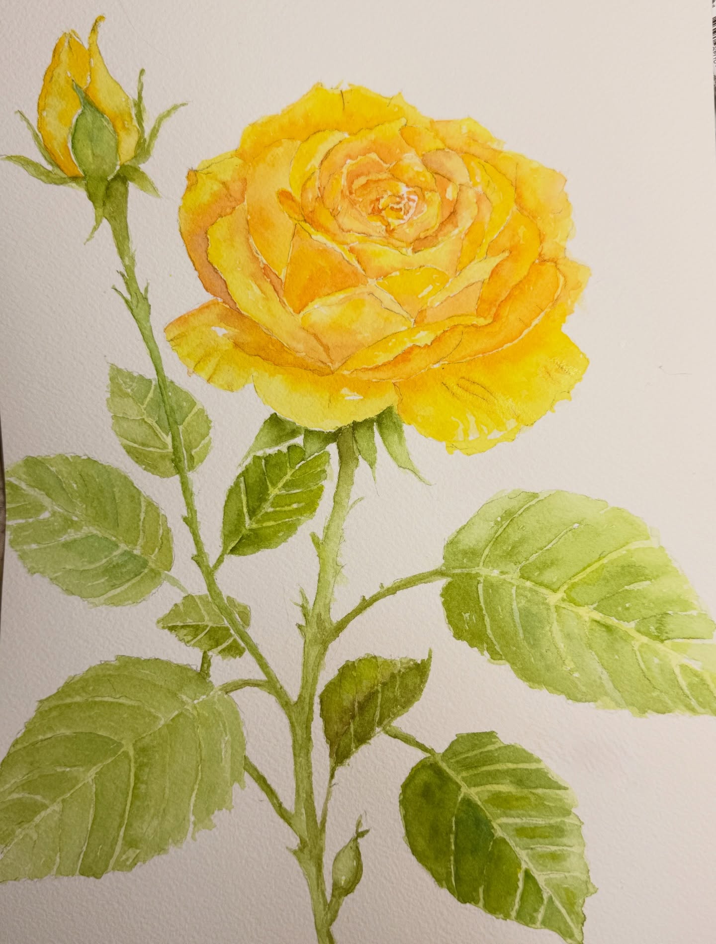 I painted this for a friend who loves yellow roses and was turning 75. Watercolour on Arches 140lb cold press paper.
#watercolour
#painteveryday
#opusartsupplies
#archeswatercolorpaper
#danielsmithartistsmaterials