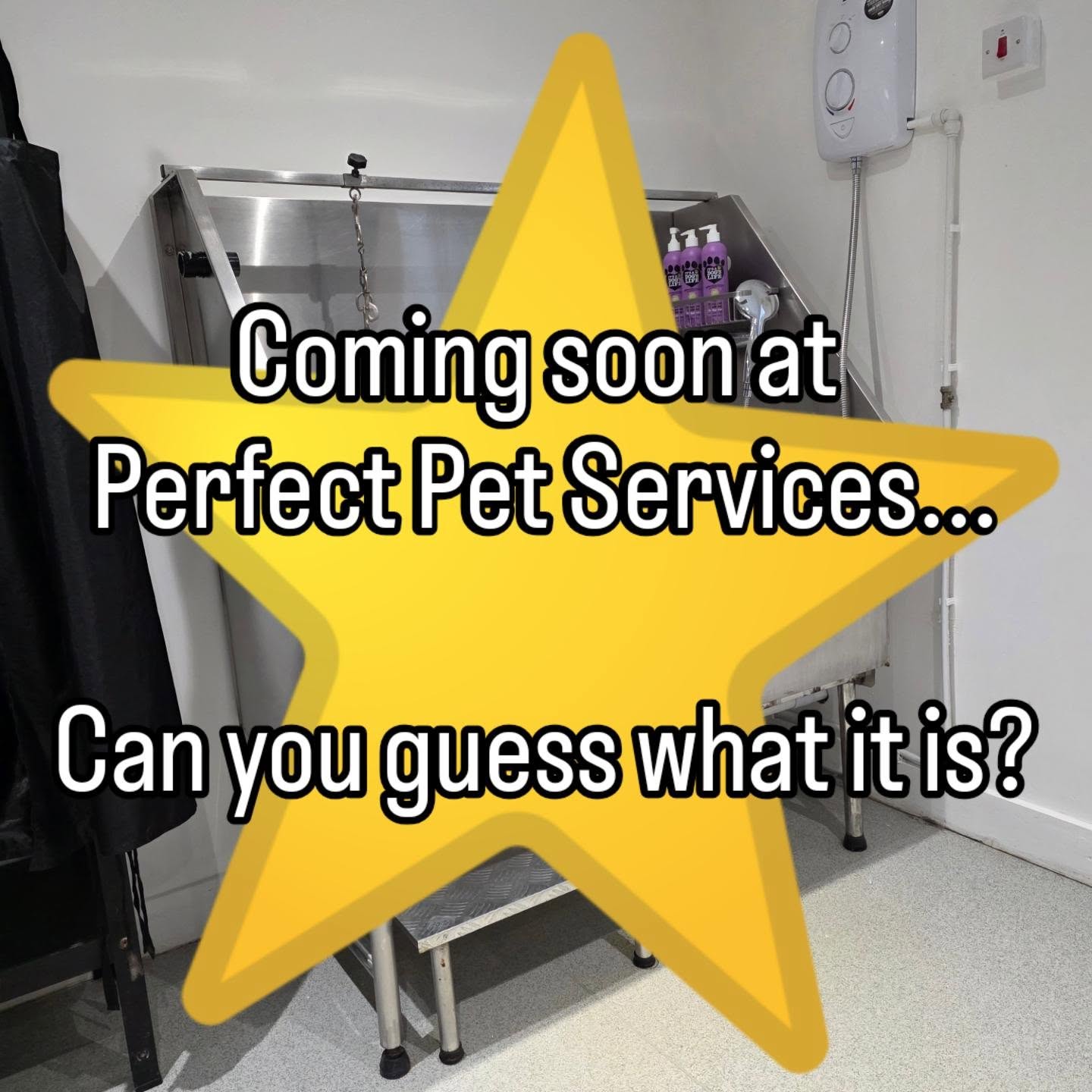 Exciting announcement coming soon at Perfect Pet Services, can you guess what it is?