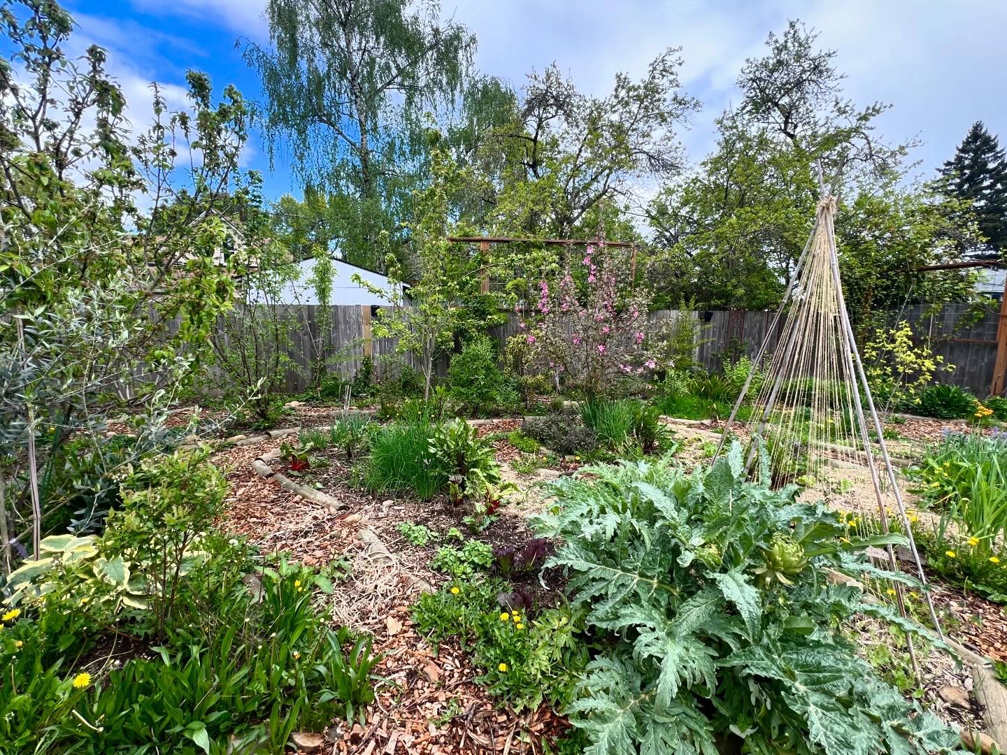 Food forest design and install > 4 years later! 🌿🌳🌿
There’s nothing better than returning to an installation to see how things are filling in. Living landscapes like this take time to mature. As I remind clients: the first year they sleep, the second year they creep, and the third year they leap!
And even then you’re still not looking at a mature food forest.
Why?
Because it takes time for things to naturalize. Initially small plants send out runners and seedlings, slowly but surely creating dense ground cover and fodder to build the soil with.
Fruit trees can take years before bearing their first fruit.
Plus, what’s a good forest without a little healthy competition? Plants compete for light, water and nutrients, not to mention general space. This pressure forms dense layers of habitat and material that can be used for food, medicine, building, crafting and more. Properly designed spaces provide for community gathering and education.
This is part of why I love agroforestry.
My capacity is limited for design work at this time, but I am open to working on projects that are: really unique, larger in size, and incorporate multiple elements. I am especially drawn to projects that require invisible structure design (community and org development). If you have a project you think might peak my interest, please be in touch!
#permaculturedesign #agroforestry #foodforest #permaculturedesigner #livingsystems