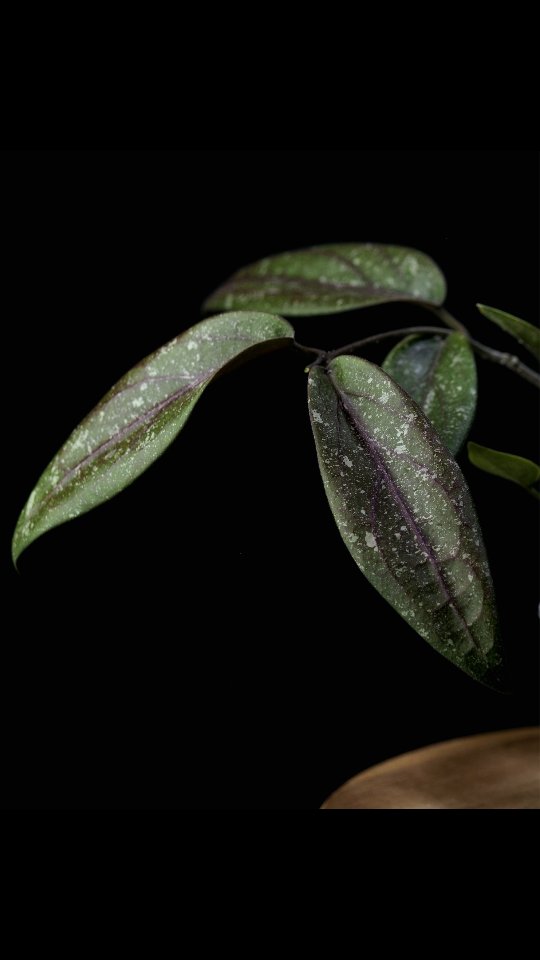 Hoya 'Onyx'
(YMH003 | H. sp. Rindu Rafflesia x H. hypolasia)
#hoyaonyx
#ymh003
#plantopus