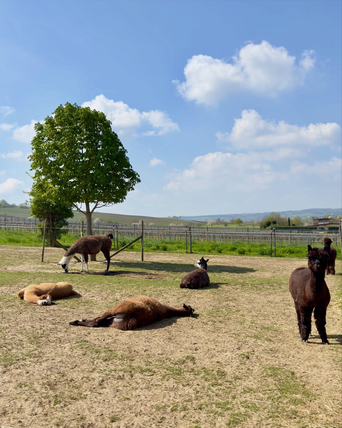 ☀️
Hallo ihr Lieben 🫶
Heute waren wir sowas von gechillt ☝️ und haben dann aber fleißig beim Stalldienst geholfen!
Wir wurden sehr gelobt 😌
😉Beste Grüße aus dem schönen Selztal,
🫏🦙 die Jungs
#esel #lamas #alpakas #wandernmachtglücklich #frühling