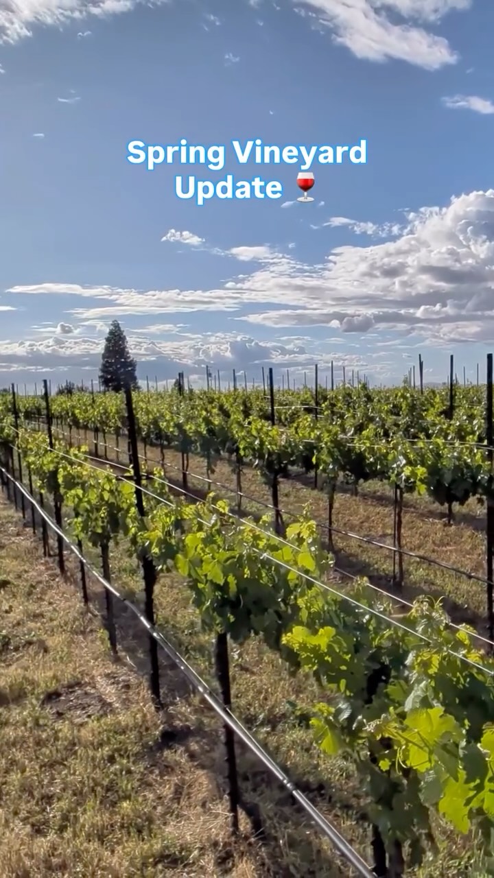 The vineyard is exploding this spring 🌷🍇🍷☀️ Time to start shoot thinning! Our four-legged vineyard manager is ready to supervise 😎🤠🐕🦺🐾 #pasorobles #winecountry #wine #dogsofinstagram #winelovers