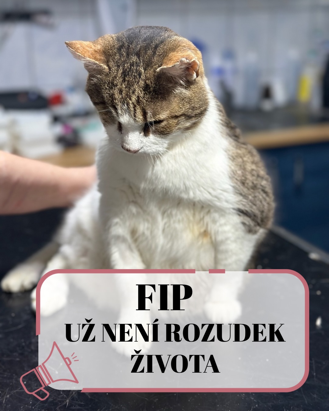 FIP. 💔 Slovo, ze kterého se každému kočkaři ještě nedávno podlamovala kolena... Ale dneska? Dneska už to nemusí být konečná! ✨
Dřív to byl tichý zabiják, na kterého neexistoval lék. 😶🌫️ Dneska už víme, že naděje existuje, ale má jednu zásadní podmínku: RYCHLOST. ⏱️🚨 FIP (infekční peritonitida koček) je záludná v tom, že její příznaky jsou hrozně nenápadné a často se pletou s jinými nemocemi.
V dnešním carouselu vám vysvětlíme, co se v kočičím těle děje a na co si dát pozor:
👉Zákeřná mutace: FIP vzniká mutací běžného viru, který má v sobě spousta koček. Do nebezpečné formy zmutuje jen u malého procenta, často kvůli oslabené imunitě a stresu.
👉Mokrá vs. Suchá forma: Zatímco u „mokré“ formy vás varuje nafouklé břicho jako balónek 🎈, „suchá“ forma útočí nenápadněji – na váhu, oči nebo nervovou soustavu. 😵💫
👉Rychlost jako jediná šance: Diagnostika je složitá a příznaky obecné. Nečekejte! 🚫 Pokud máte podezření, jednejte. Léčba dnes existuje, ale její úspěšnost stojí a padá na tom, jak včas se začne.
Ve Šklíbě víme, jak moc je to náročné – psychicky i finančně. ❤️🩹 Pokud se vám na vaší kočičce cokoli nezdá, neváhejte nás kontaktovat, rádi vás nasměrujeme. 📞
👇 Máte s touto nemocí osobní zkušenost? Podělte se o ni v komentářích. Vaše slova můžou někomu jinému v těžké chvíli dodat odvahu a naději. 👇
Terka ze Šklíby 🐾