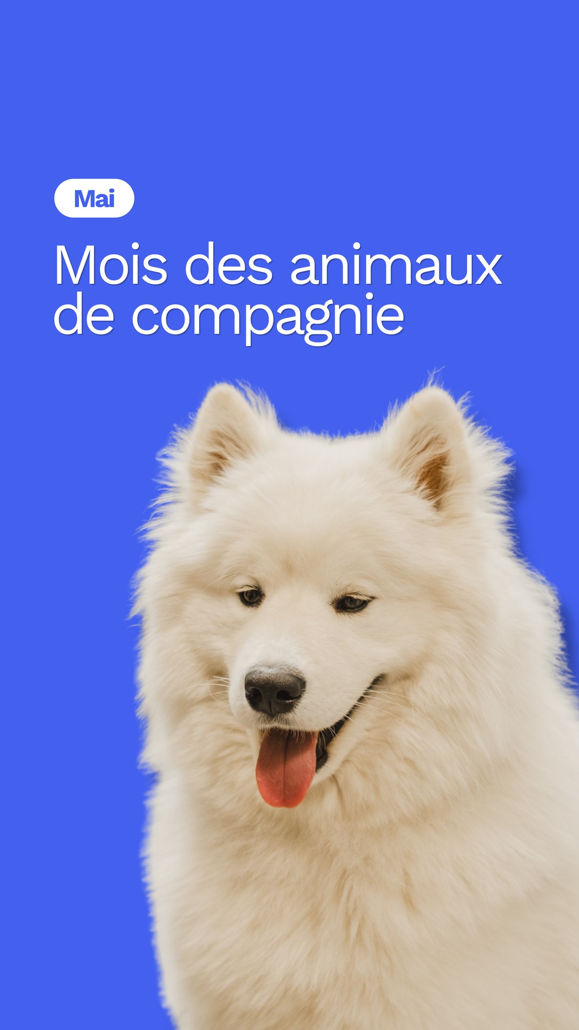 C'est le mois des animaux de compagnie!
Pour l'occasion, on vous présente ceux des membres de notre équipe.
On aimerait aussi en profiter pour avoir des nouvelles de nos petits patients! 🐾⬇️