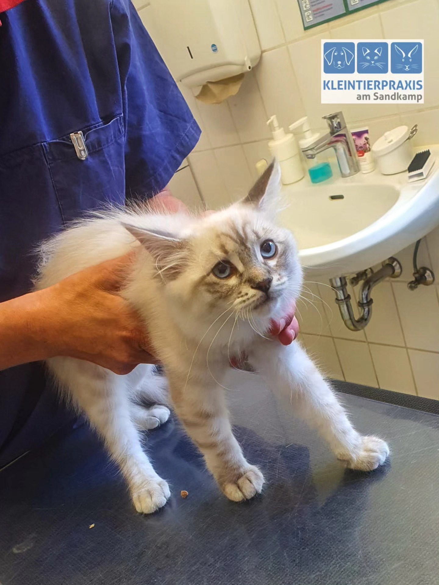 Die kleinen Neva Masquerade Kitten sind zur Auffrischimpfung gekommen. 😍
Zwei Katzen-Mädchen sind noch zu haben 🥰
Flauschi und Mariechen 💘💝💖🐈🐈
Geboren wurden sie am 17.04.2025
Kontakt über uns:
Kleintierpraxis am Sandkamp
Cloppenburg Str.181
26133 Oldenburg
☎️ 0041-47900