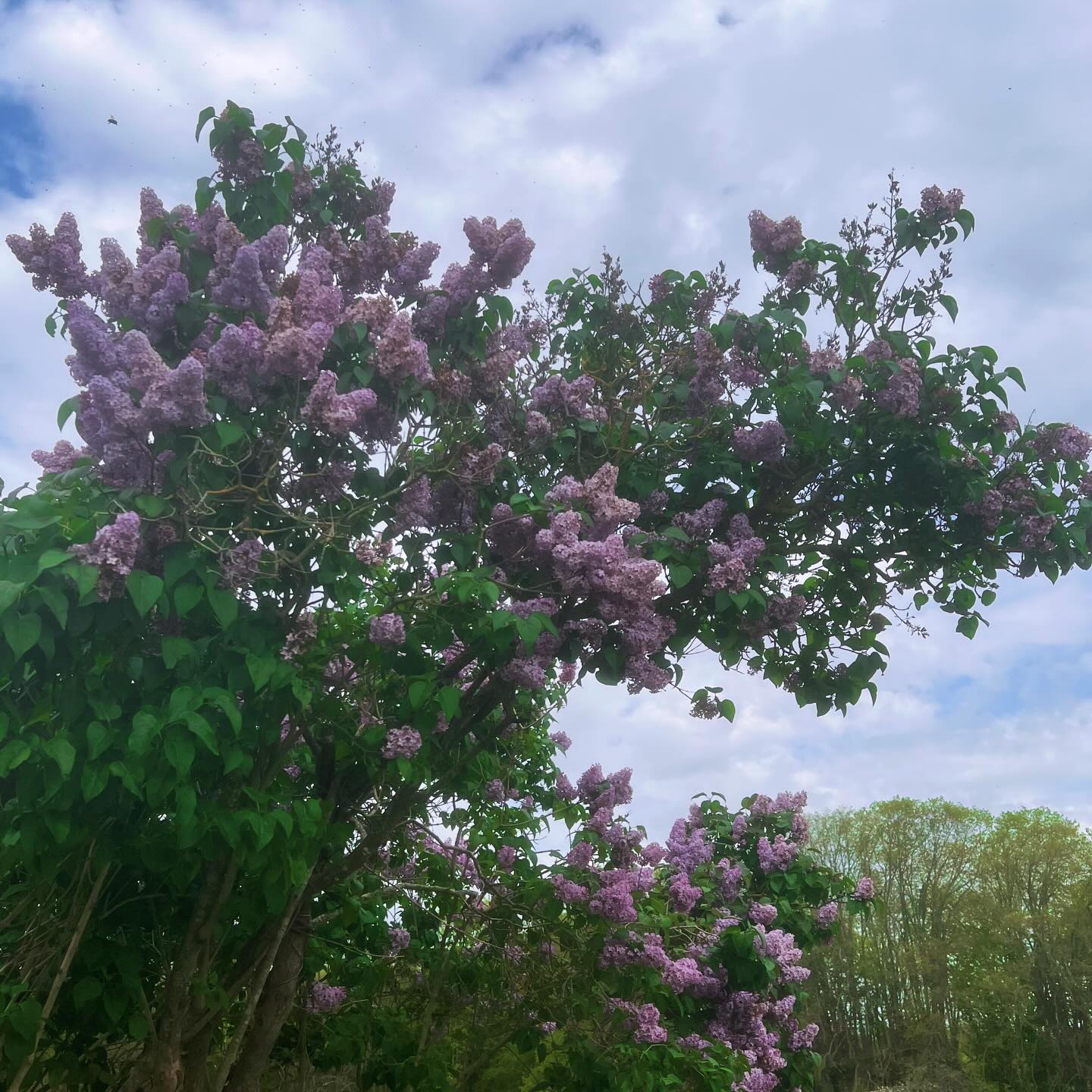 Le violet est au rendez vous avec le lilas et la glycine 🌷🌿 en Europe, le violet est synonyme de rareté et de royauté et en Thaïlande ce sont les veuves en deuil qui portaient du violet ! #violet #printemps