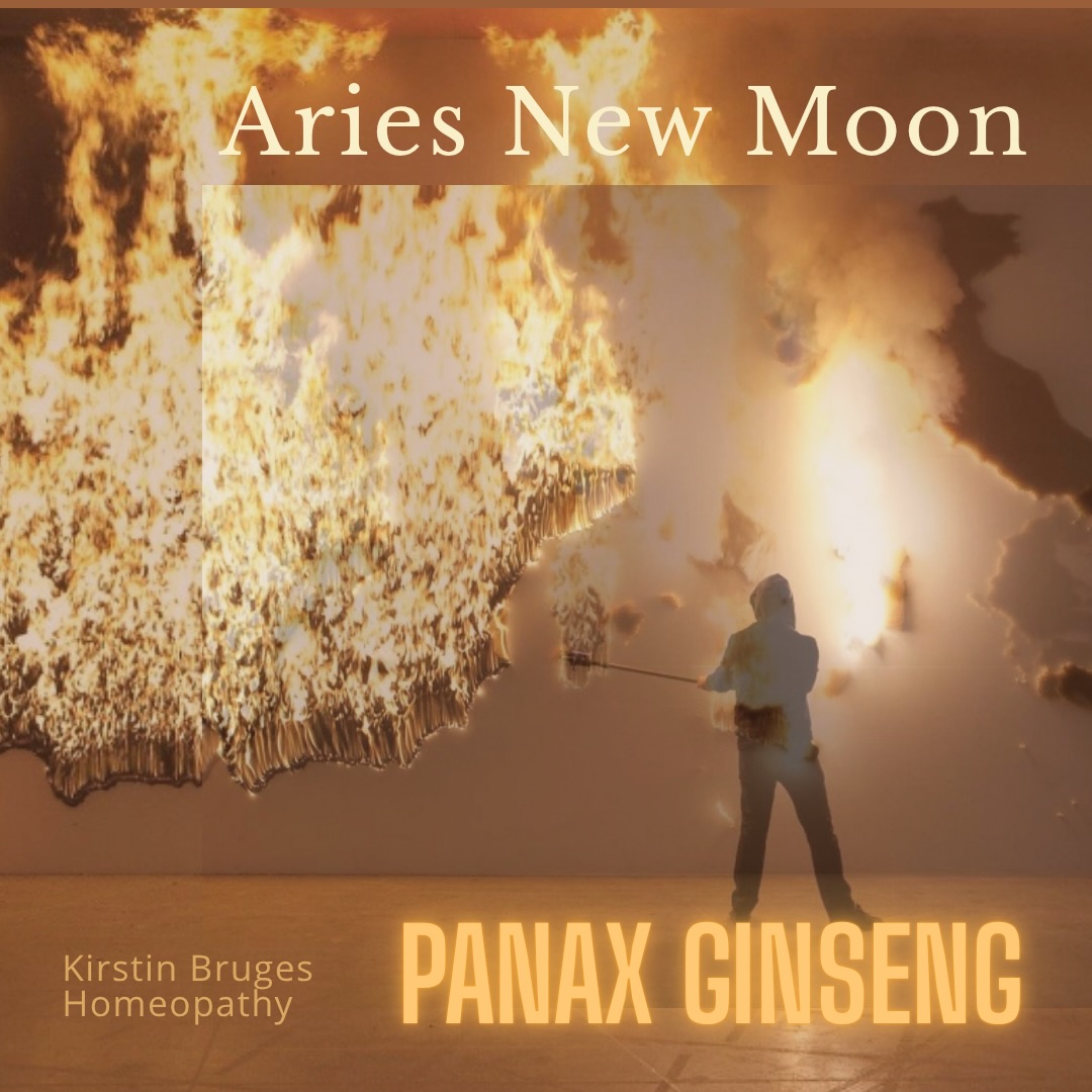 Have you been experiencing headaches this week, feeling the pressure to move forward, and experiencing rising inflammation? With today’s Aries new moon ♈️, my thoughts are brought to the surge of fire — Aries energy with drive, and forward movement. What homeopathic remedies reflect this FIRE ENERGY??… this brought me to Panax Ginseng, Korean Ginseng, commonly prescribed by herbalists for physical energy.
What is the Homeopathic picture…. Jan Schloten states ‘Panax ginseng reflects a state of exhaustion after excess: a person who has lived intensely, pushed the body, and used up their reserves. There is desire and stimulation, but underneath — depletion.’
Physical particular is Head ache: forehead, behind eyes, temples, occipital, one-sided; bruised, pressing, pulsating; worse for < noise, < stooping, < waking, < lying, > walking, > closing eyes
Essence is driven yet weakened, stimulated yet fatigued, seeking more… but with little left to give. Similar to acid remedies such as Phos-acid. The state may appear energised at times, but this is not true vitality — it is borrowed energy.
Themes may include
• Nervous exhaustion from overwork or excess
• Desire for stimulation >>coffee
• Fatigue that does not resolve with rest
A defining feature is depletion of the vital force:
– “wired but tired”
– energy crashes after activity
– difficulty restoring strength