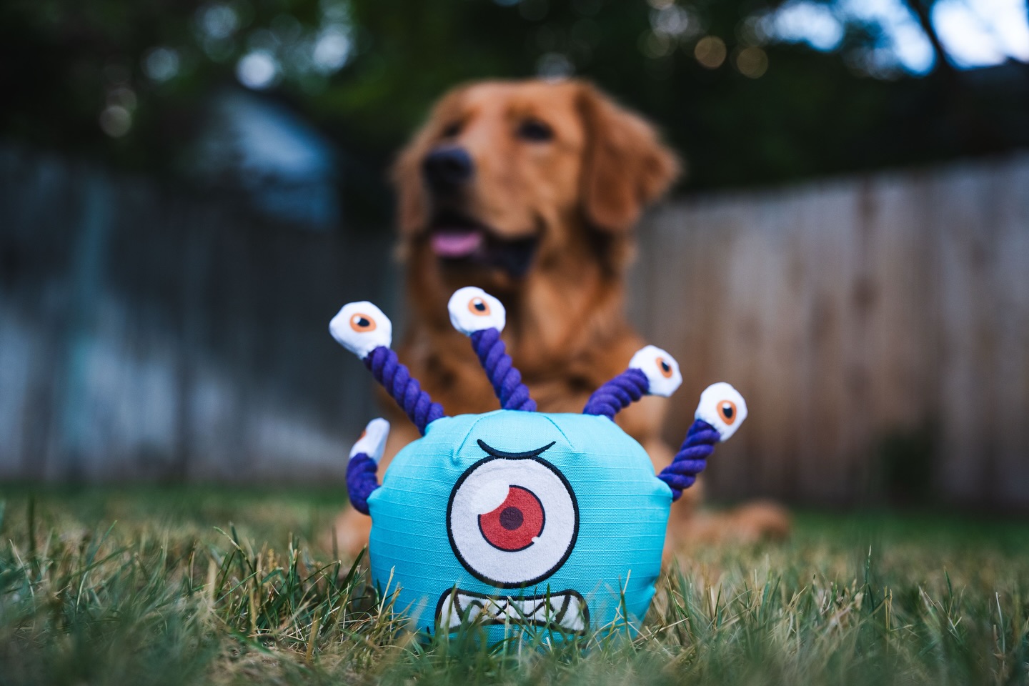 Monsters are everywhere, at least these ones can be defeated! Check out our Monster collection and bring the fight your pet!
#pawlymorph #pettoys #dndmonsters