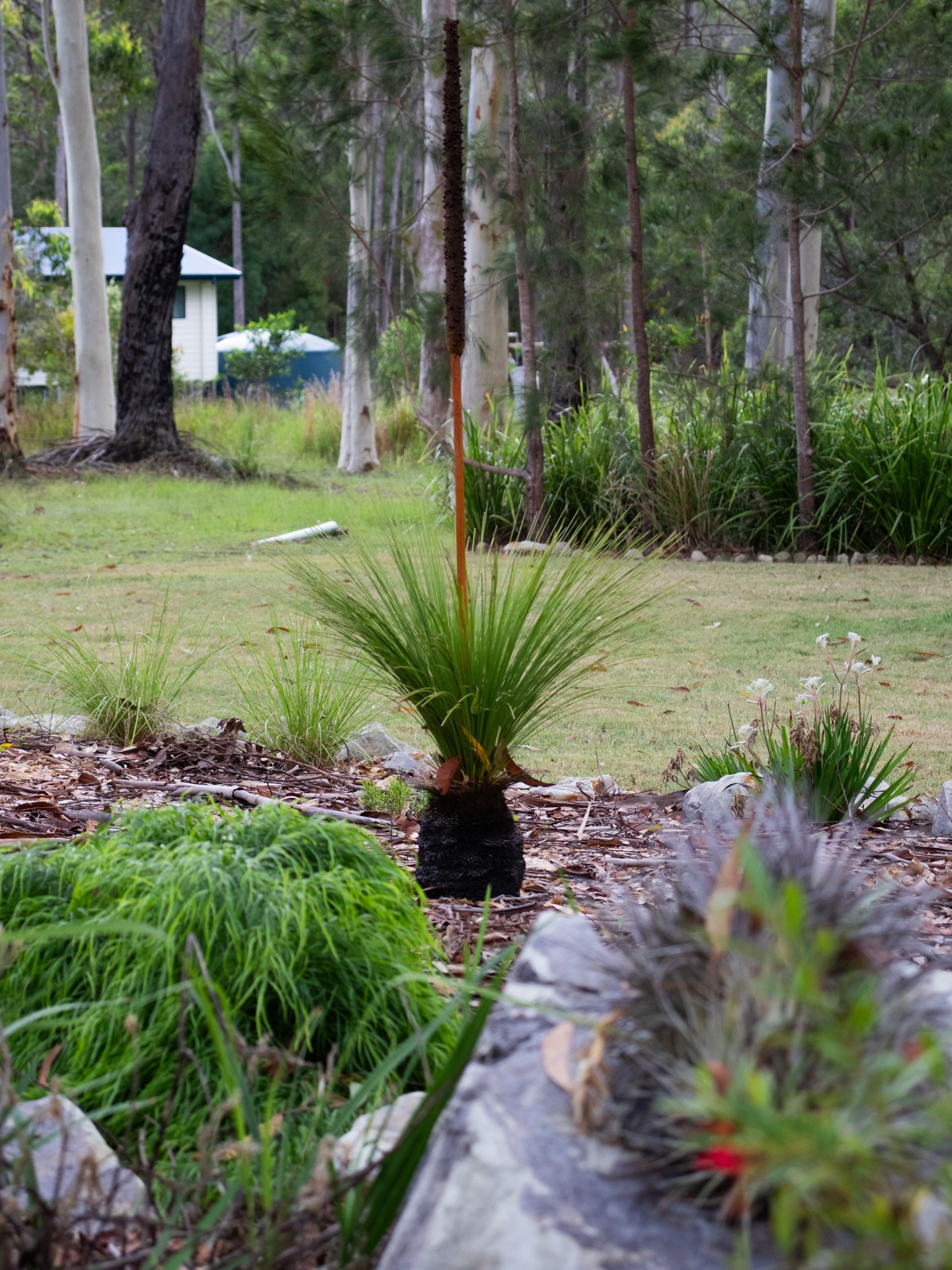 🌿 Why native plants just work.
Designed for our climate, native plants bring a natural, effortless feel to any landscape while requiring less water and maintenance over time.
They offer texture, movement, and seasonal colour, all while blending seamlessly into the surrounding environment.
A smart, sustainable choice that looks good and performs even better 👏🏼
#natives #sustainable #landscaping