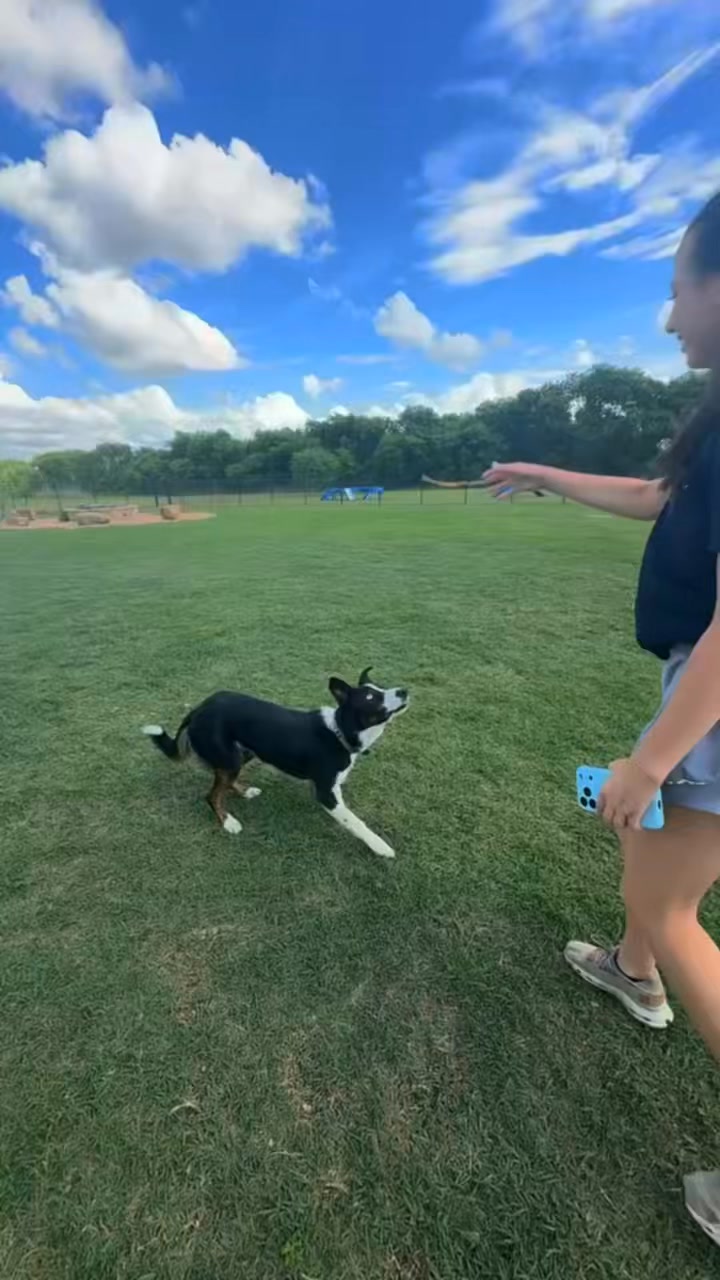 Border Collies were bred to think fast, move fast, and commit fully…
Creed understood the assignment 😮🔥🐾