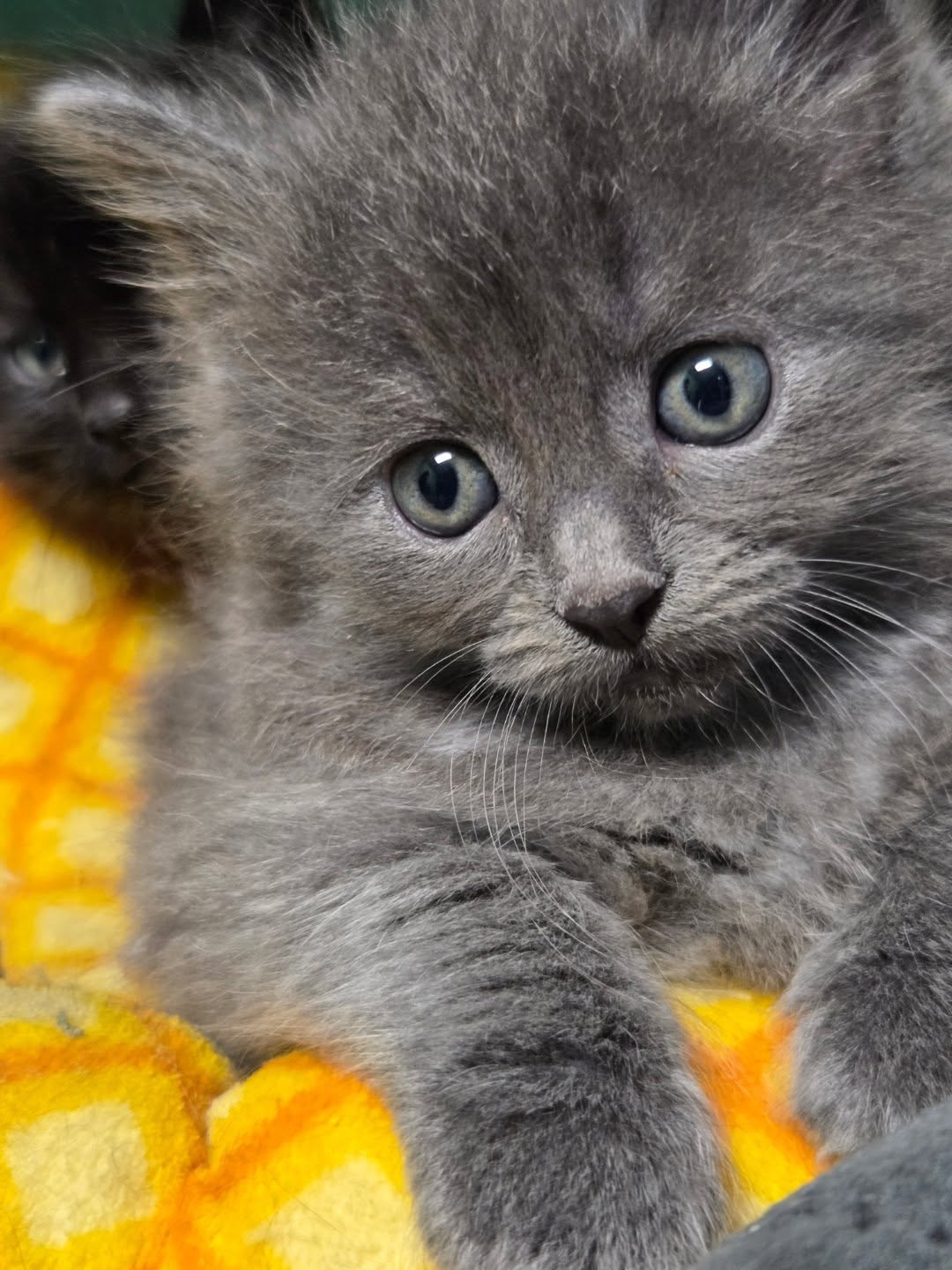 This is Gandalf. Despite only being only 5 weeks old he's incredibly brave! What a love muffin! He's the fluffiest baby we've ever had. Adopt him and a sibling for endless love!!!