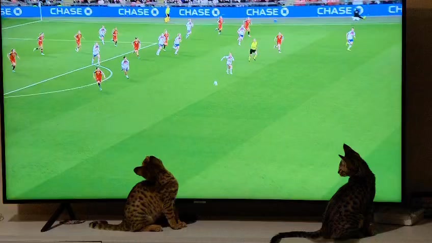 The kittens wanted to get involved in the football ⚽️