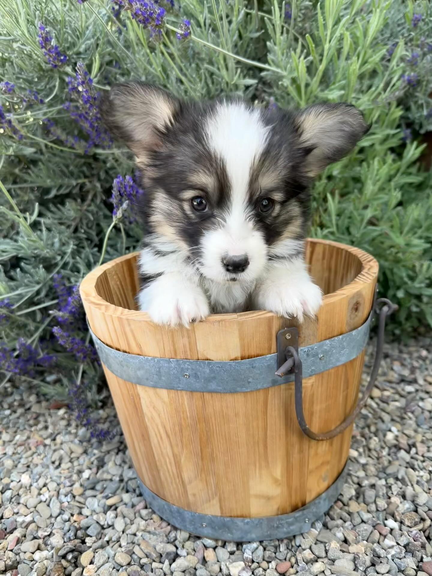 ✨Benny✨
Benny has been diagnosed with a grade 4 PDA, a heart condition which refers to a significant or large heart defect where a fetal blood vessel fails to close after birth.
•
Many dogs with similar conditions live happy lives with proper veterinary care and corrective surgery. We are committed to placing her with a family who understands the diagnosis, is willing to work closely with their veterinarian, and most importantly will love her completely!
•
She is an amazing puppy who deserves every chance at a full, happy life with a loving family. We always want to be transparent and we also want her future family to fully understands her needs. Right now she is happy, playful, and enjoying life. Our goal is to raise enough money to get her to her new family and help with as much of the medical costs as possible. If you are able to share her story or considering donating to help Benny—your kindness means the world to us!
Go fund me for Bennys medical care and surgery can be found in a link in our bio!