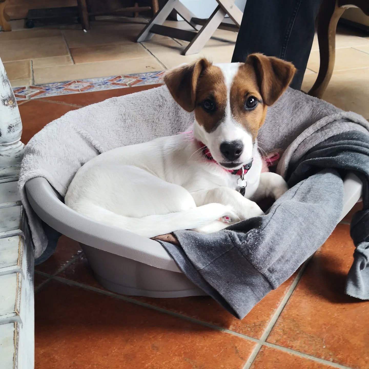 Anook, Jack Russell De 4 mois en suivis.
Mettre des bases de calme, d'espaces et de gestion des émotions. Elle apprends vite quand c'est cohérent, ses humains étaient perdu et plein de culpabilité. Comprendre son chien ça permet d'être plus zen et d'harmoniser l'équilibre d'une famille. 😉