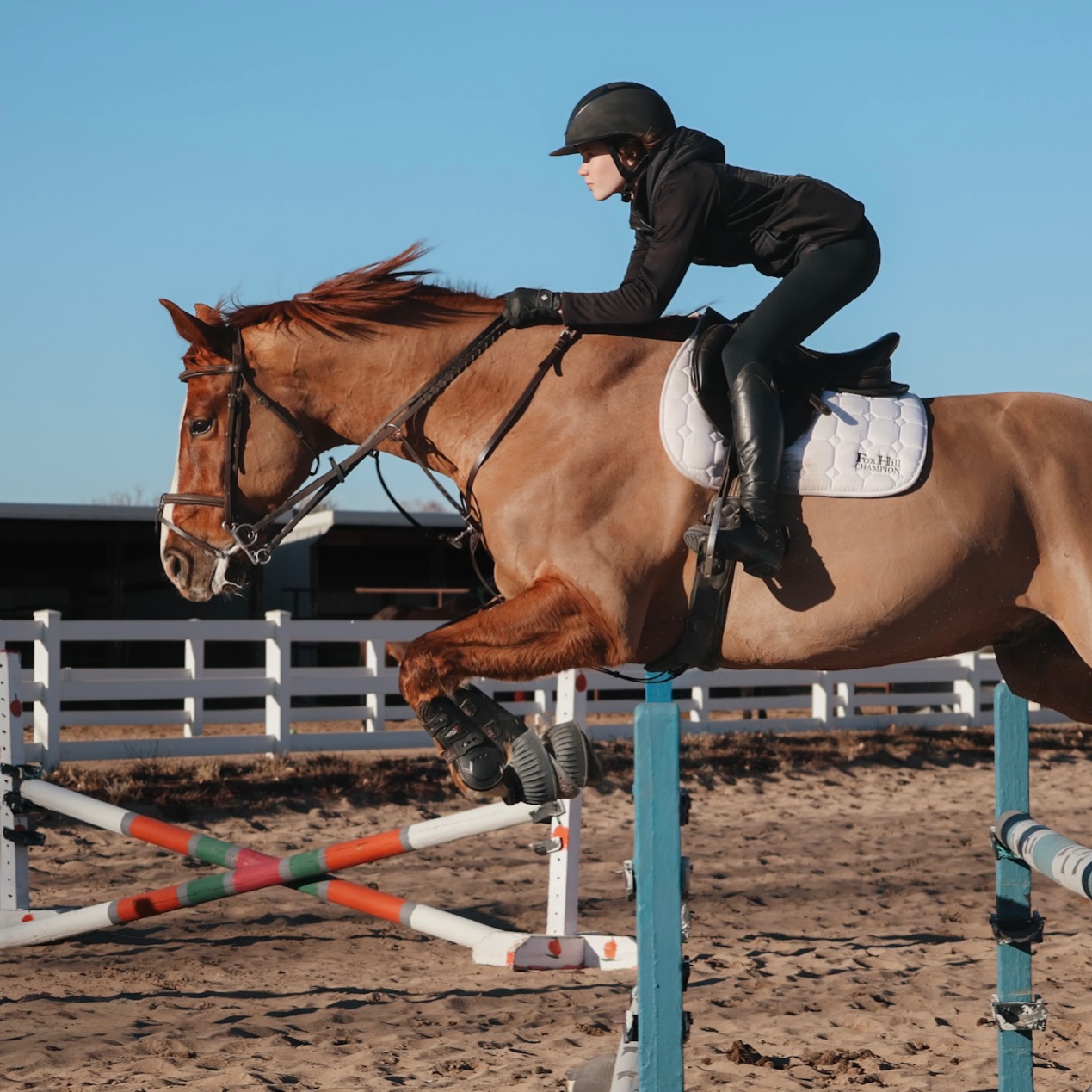 A special day, for a special guy 💙 Happy Birthday, Hippy! @liv__ward50 #hunterjumper #horses #northerncolorado